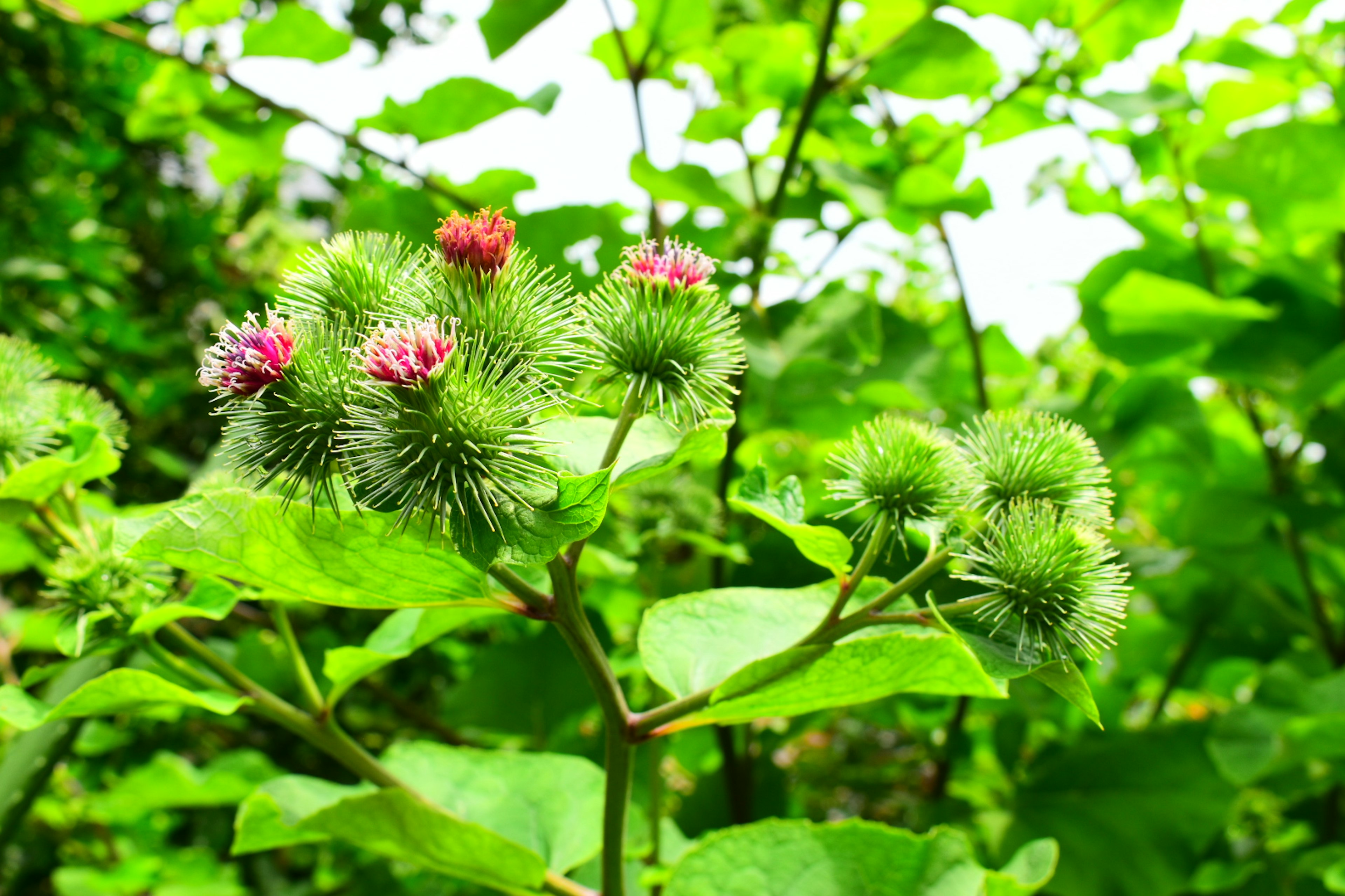 Boccioli di fiori spinosi e piccoli fiori circondati da foglie verdi