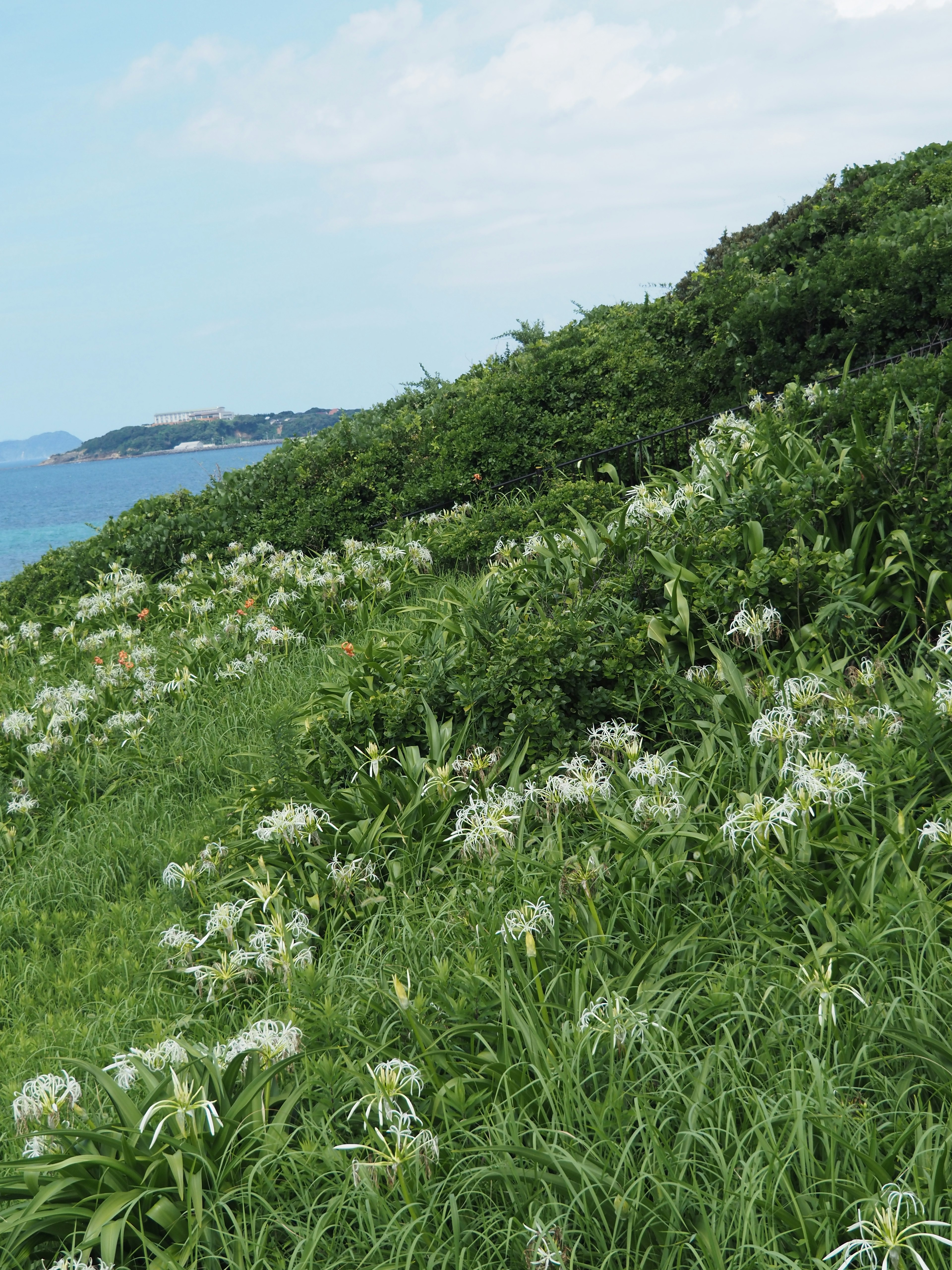 Collina verde con fiori bianchi e oceano blu