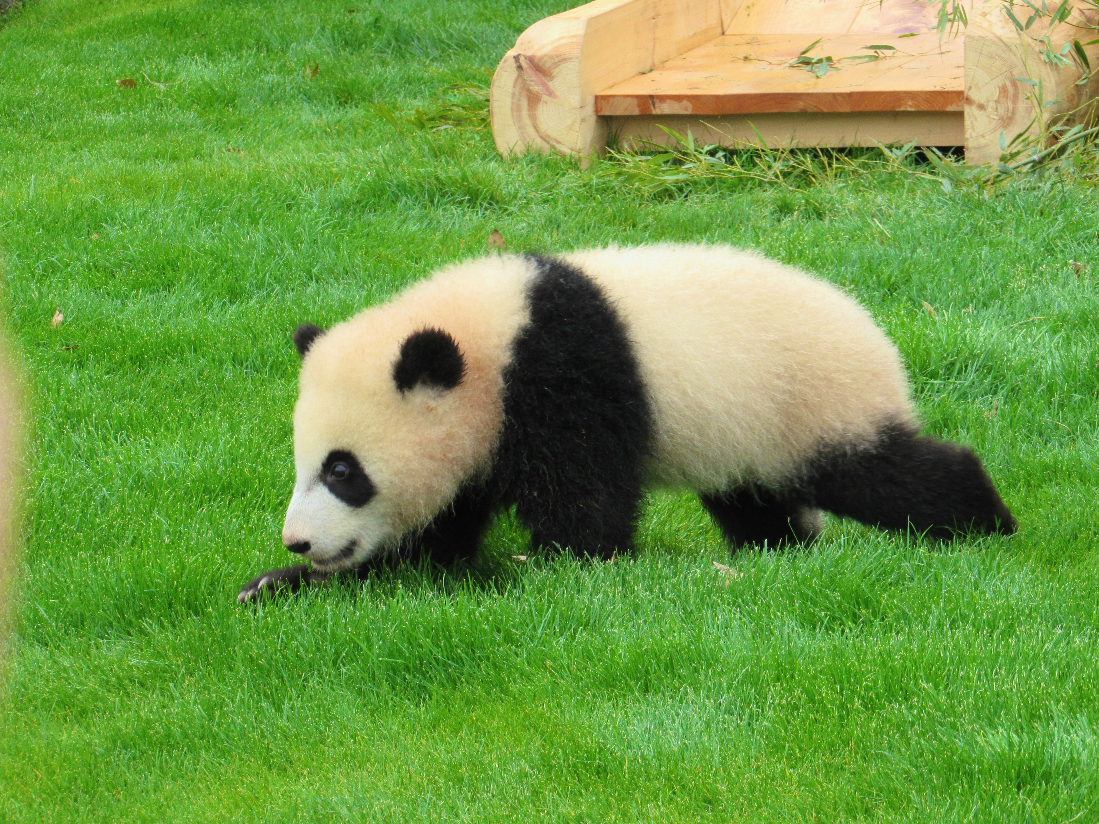 A baby panda walking on green grass