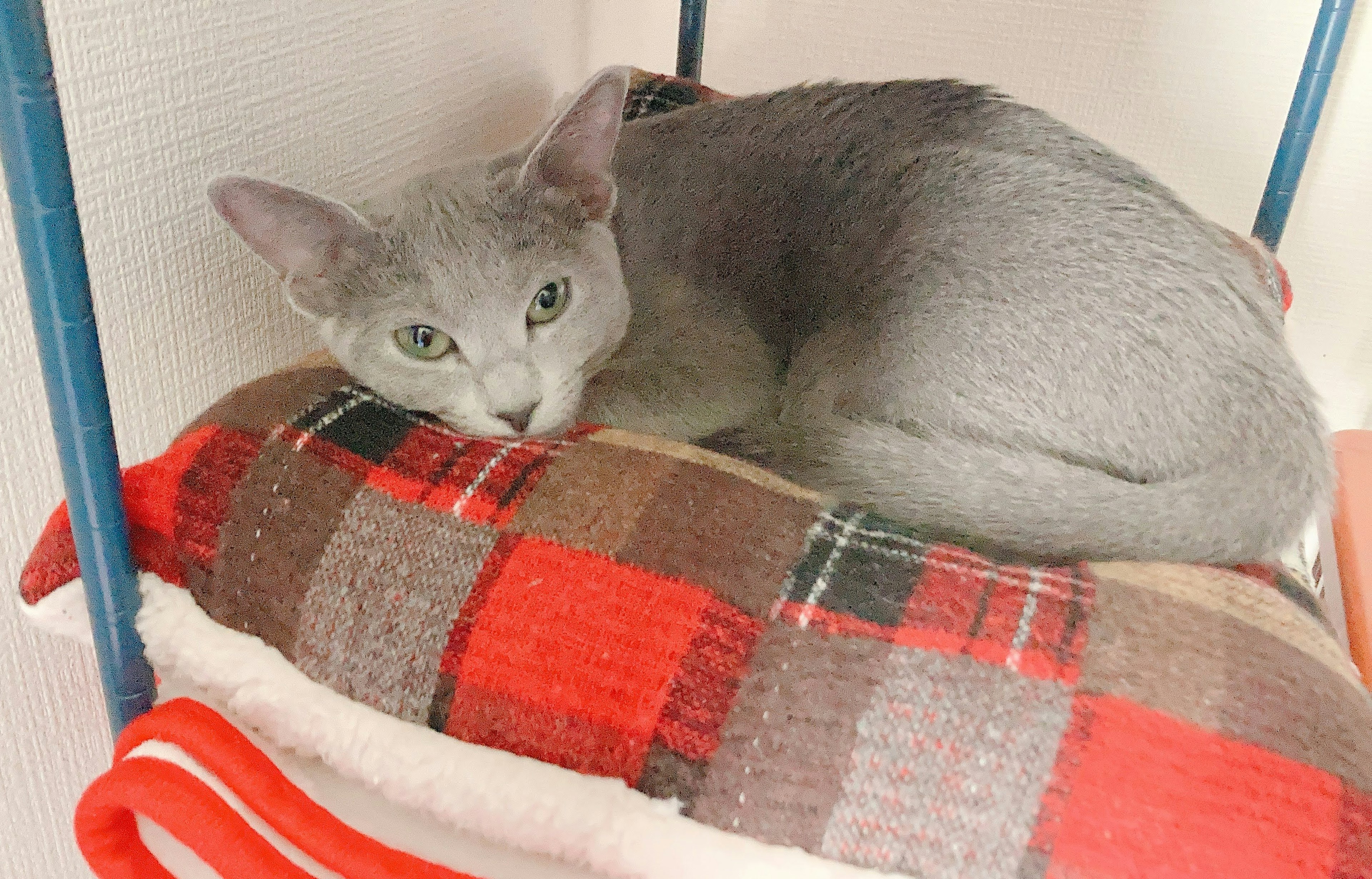 Chat gris se reposant sur un coussin à carreaux rouges