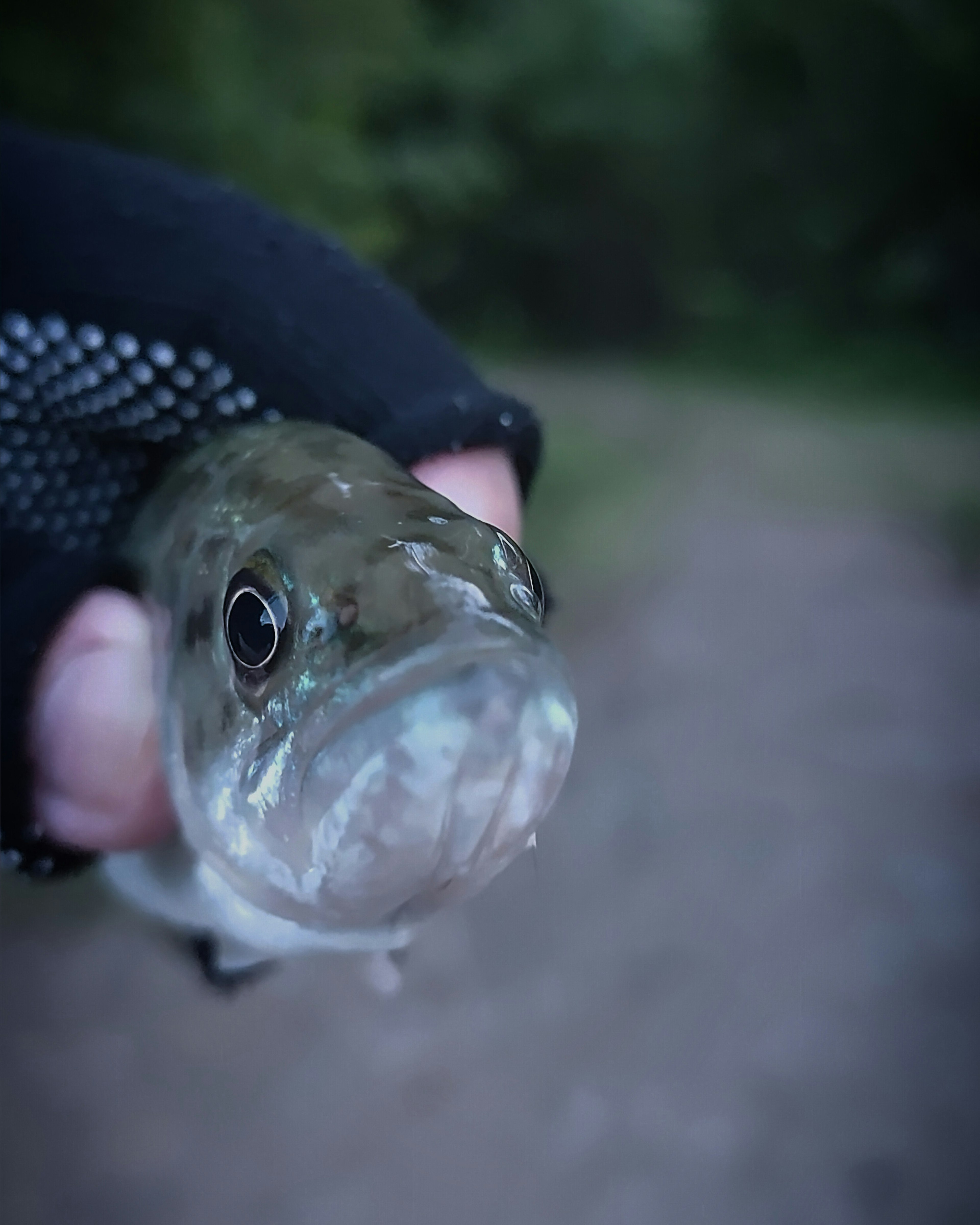 Close-up of a fish held in a gloved hand with a blurred natural background