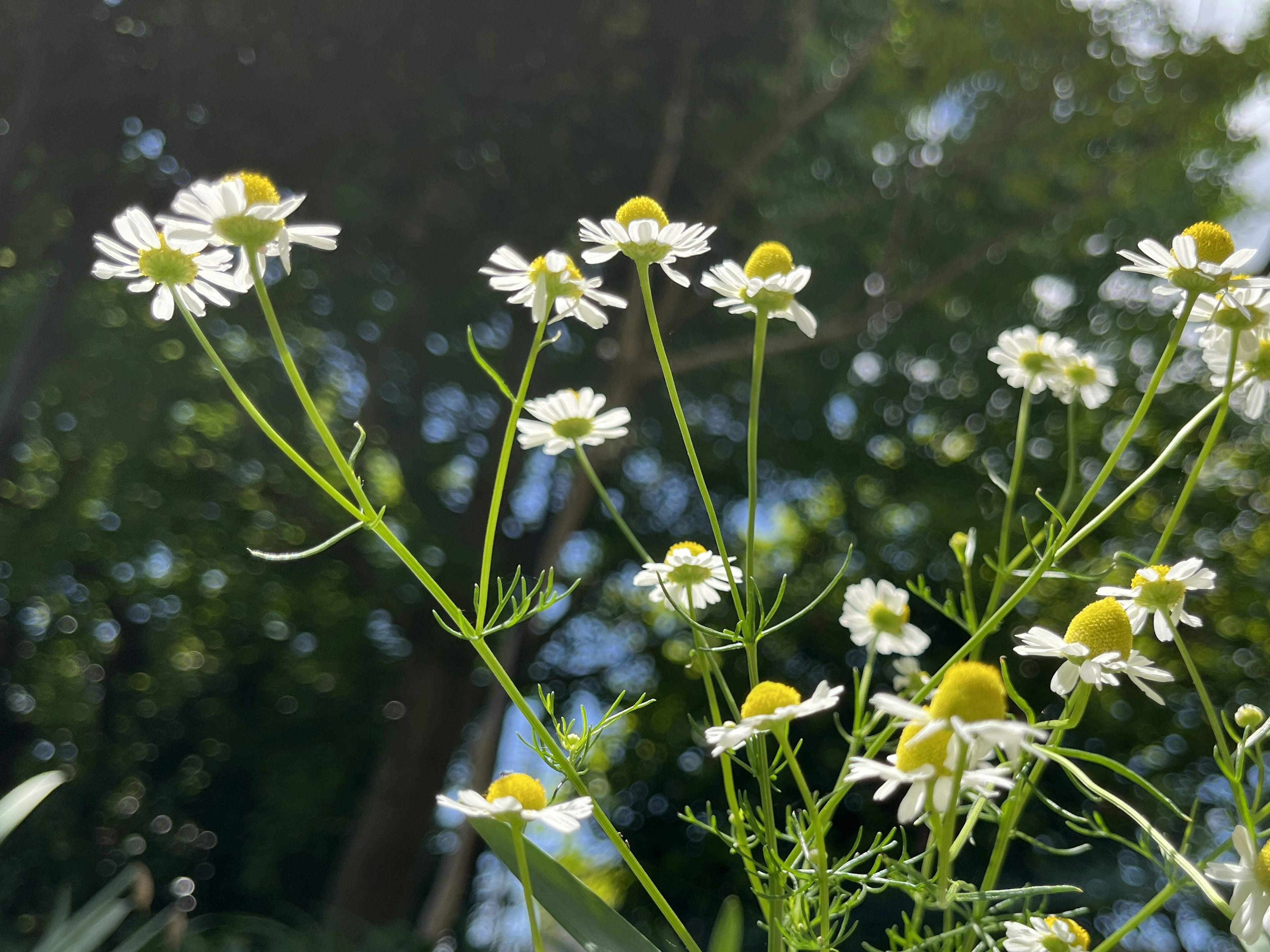 Racimo de flores de manzanilla silvestre con pétalos blancos y centros amarillos