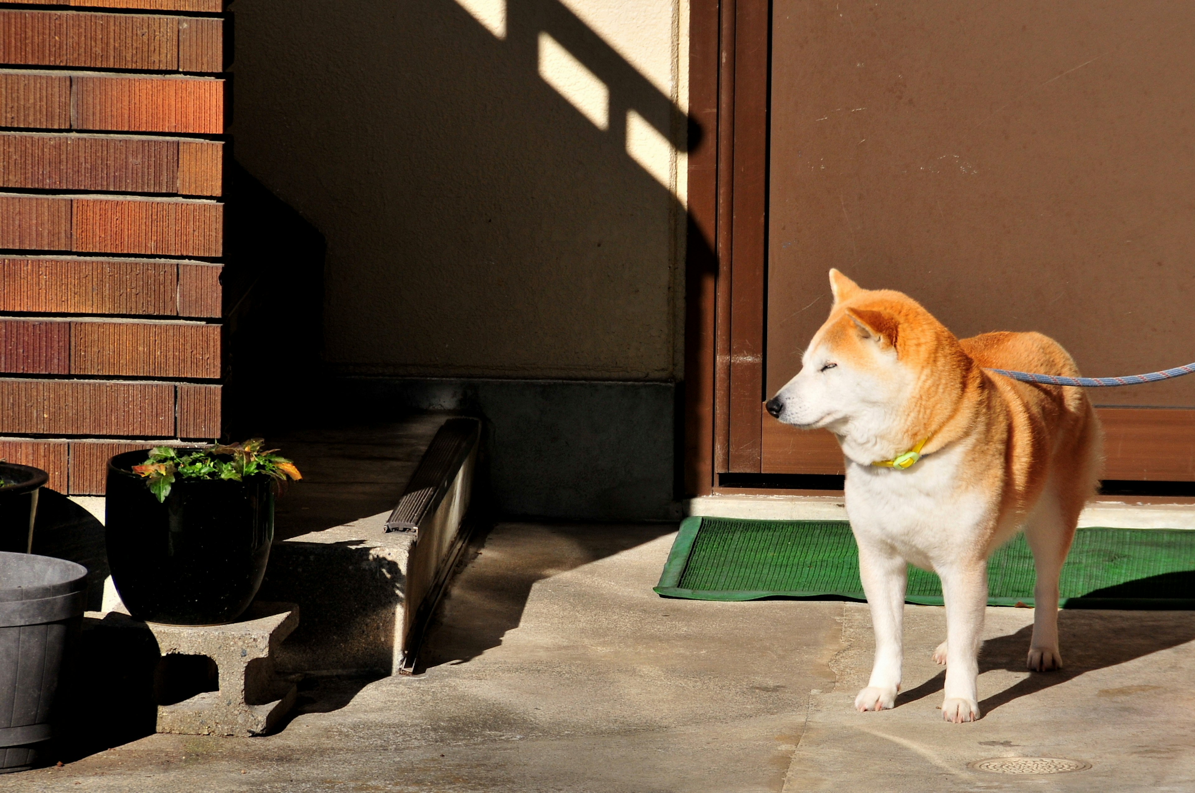 Shiba Inu dog standing in sunlight in front of a door