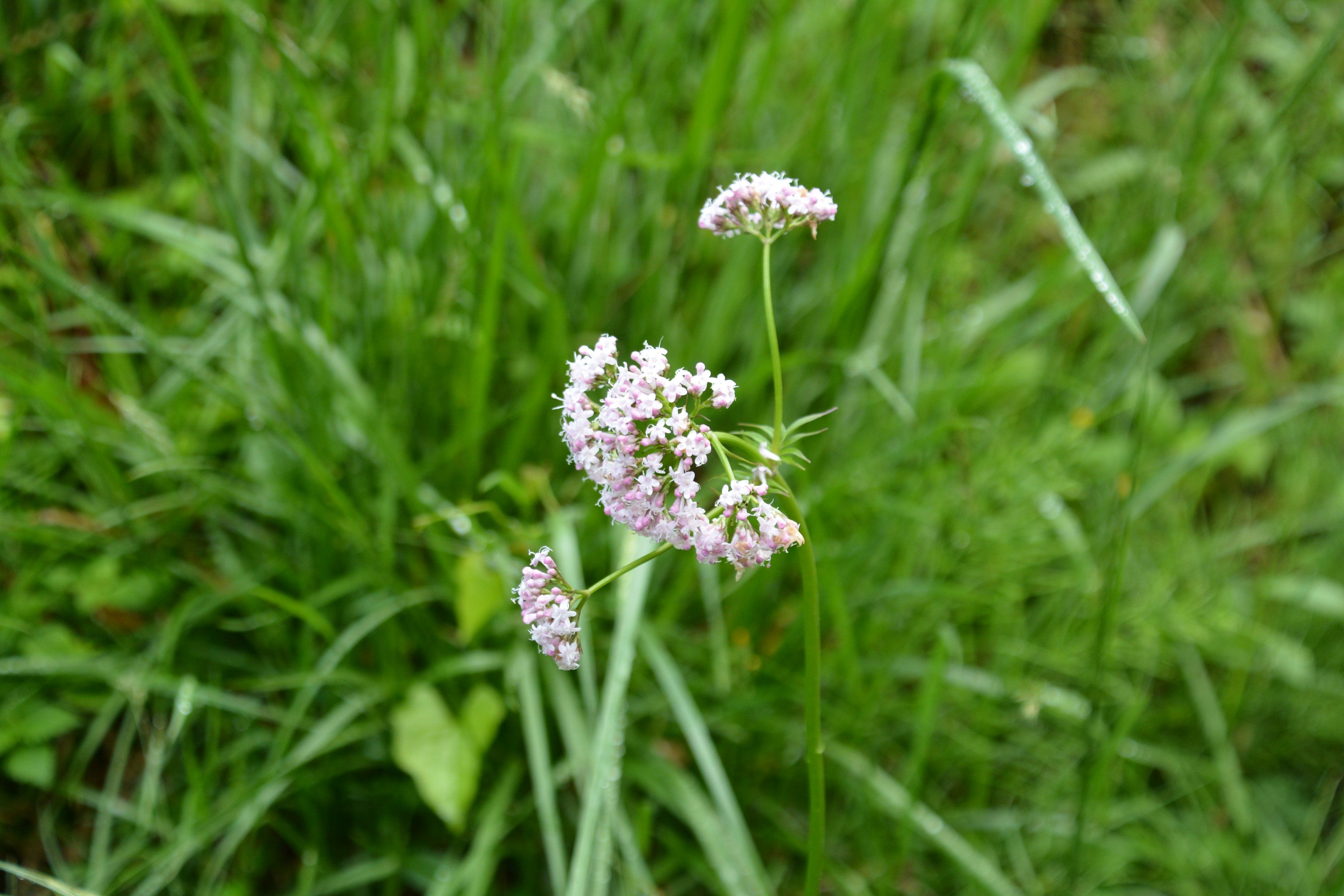 Un piccolo gruppo di fiori bianchi che sbocciano tra l'erba verde