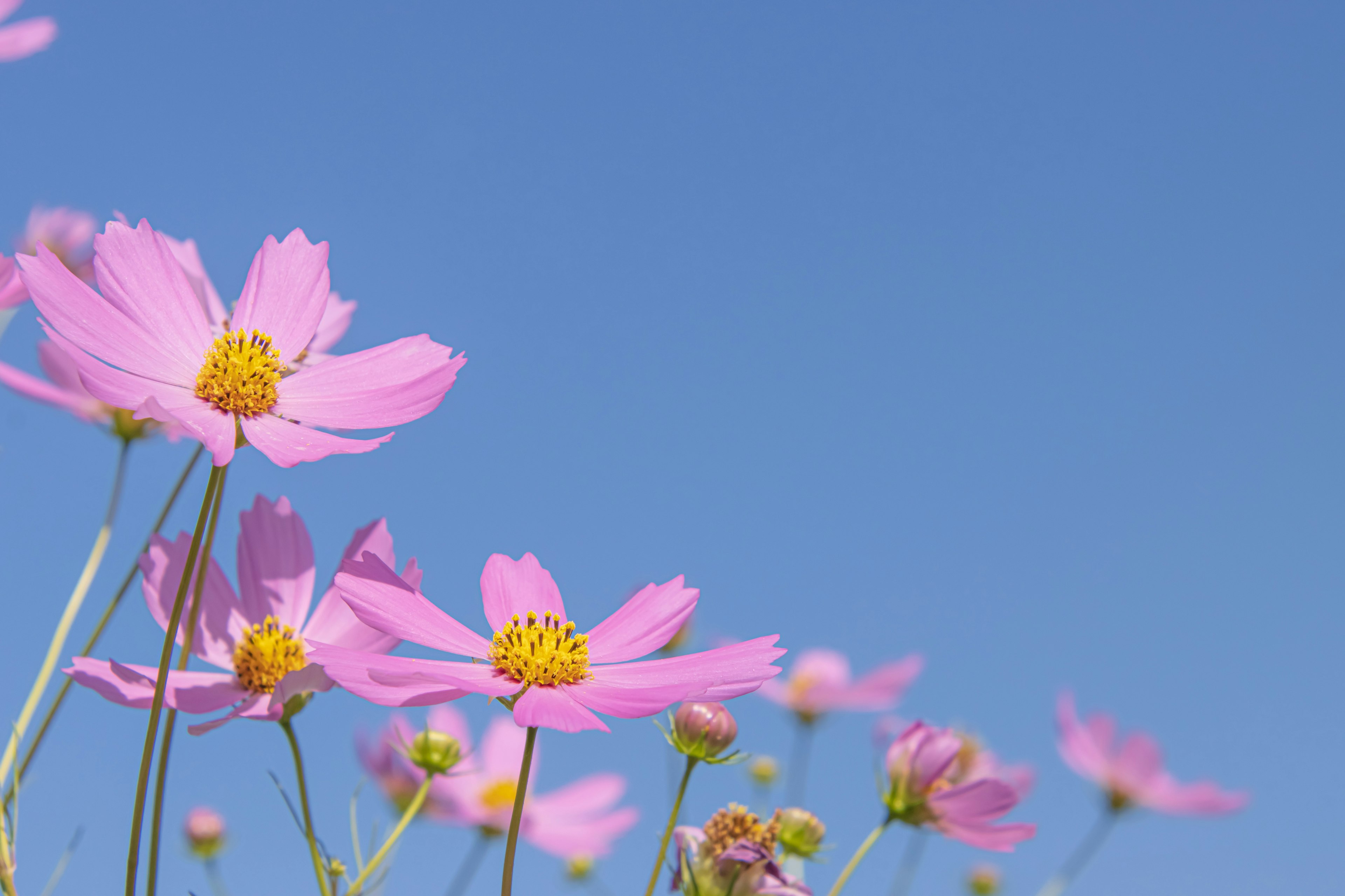 Flores de cosmos rosas floreciendo contra un cielo azul