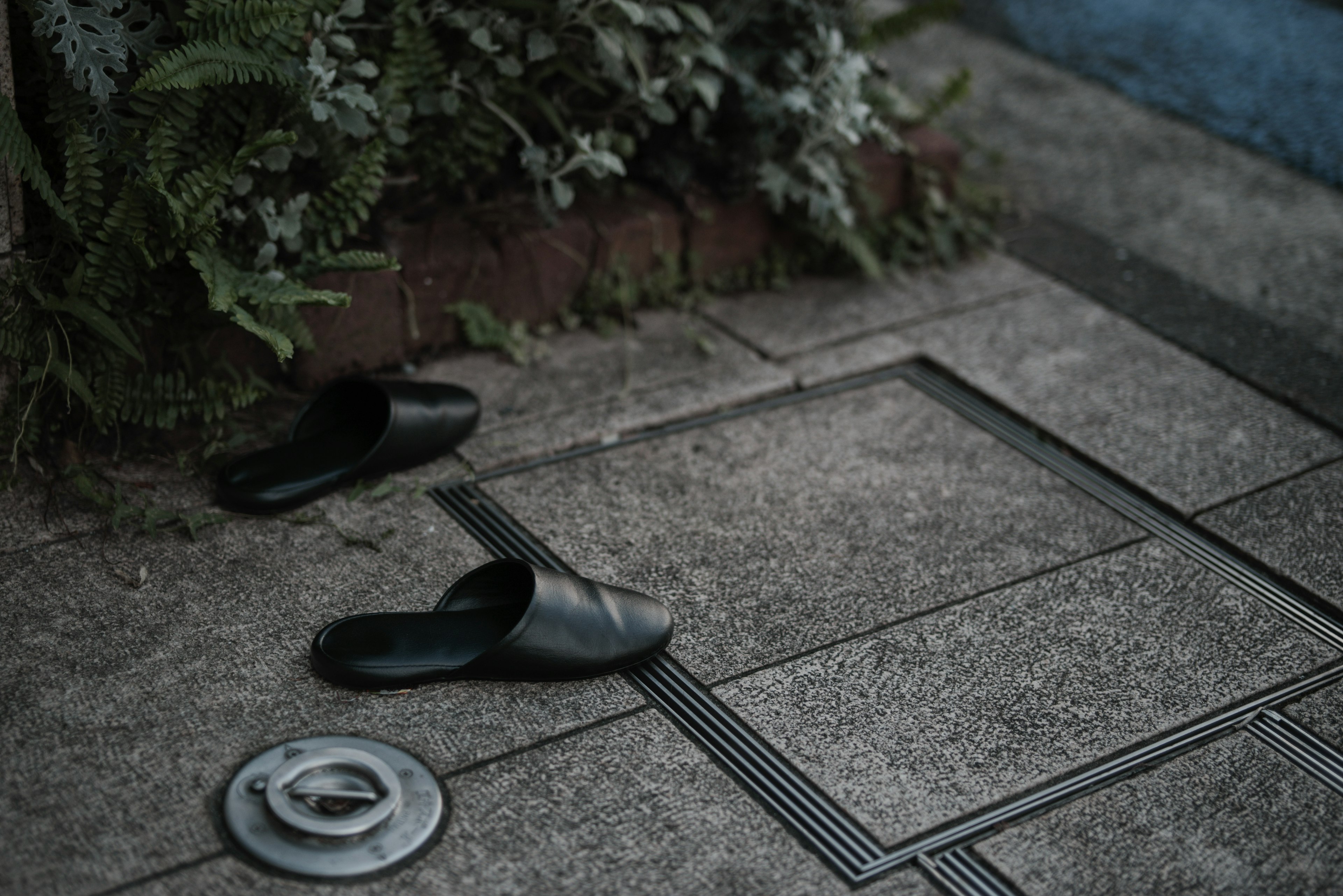 Zapatillas negras colocadas en el suelo cerca de la vegetación