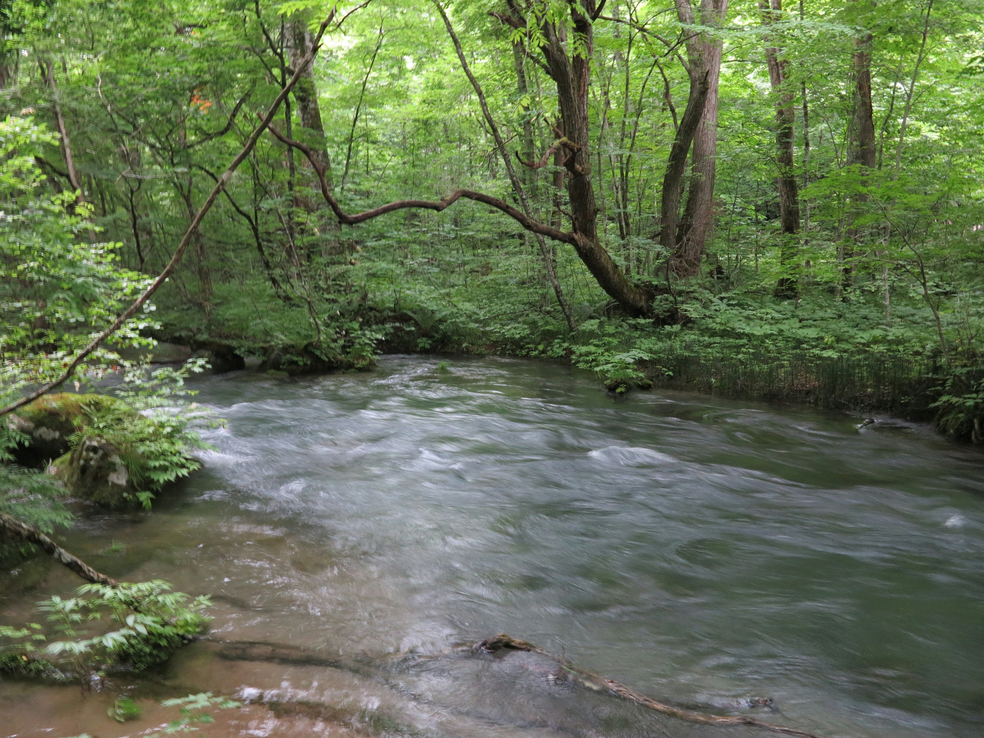 Un ruisseau serein coulant à travers une forêt verdoyante