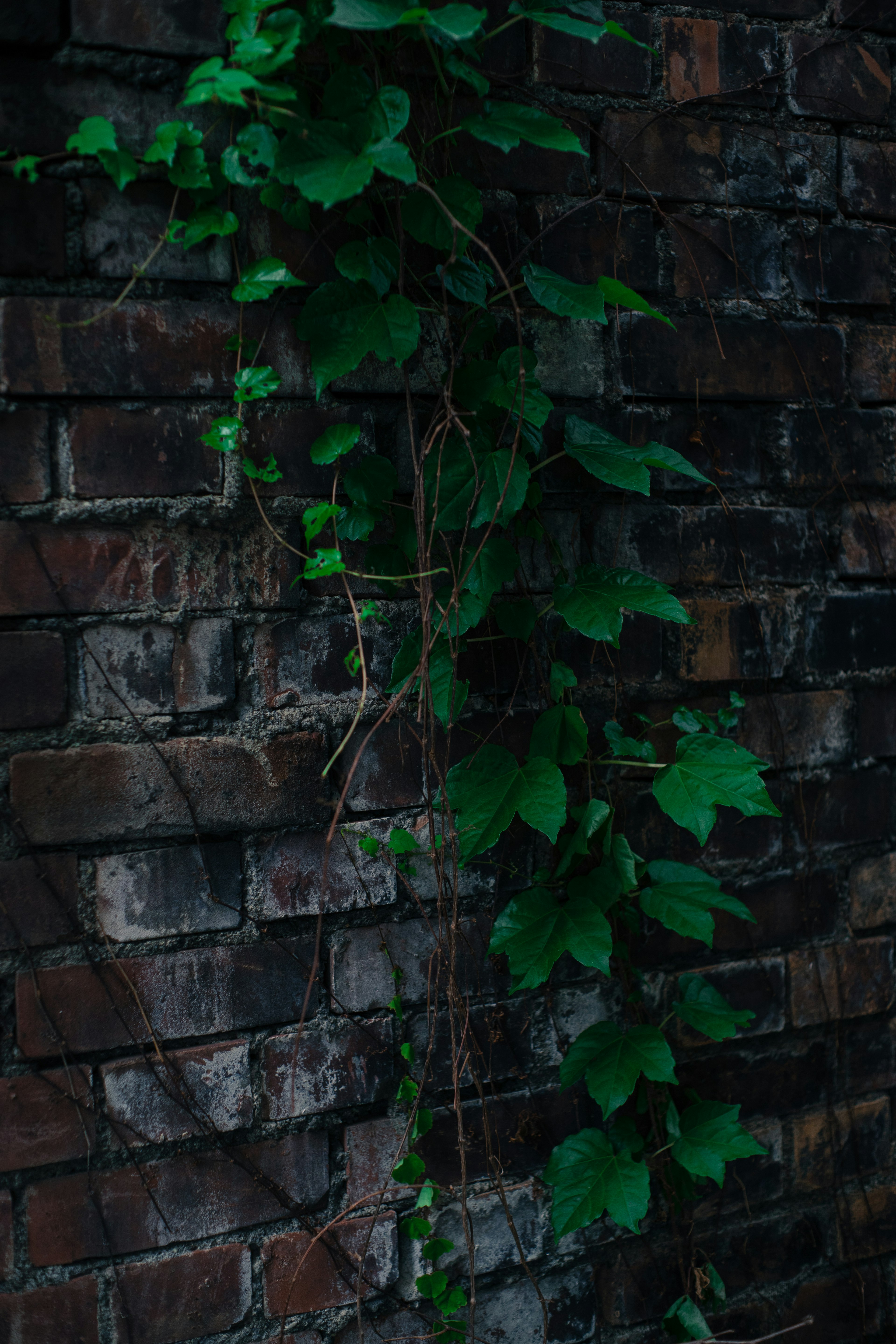 Green vine plant climbing on a brick wall