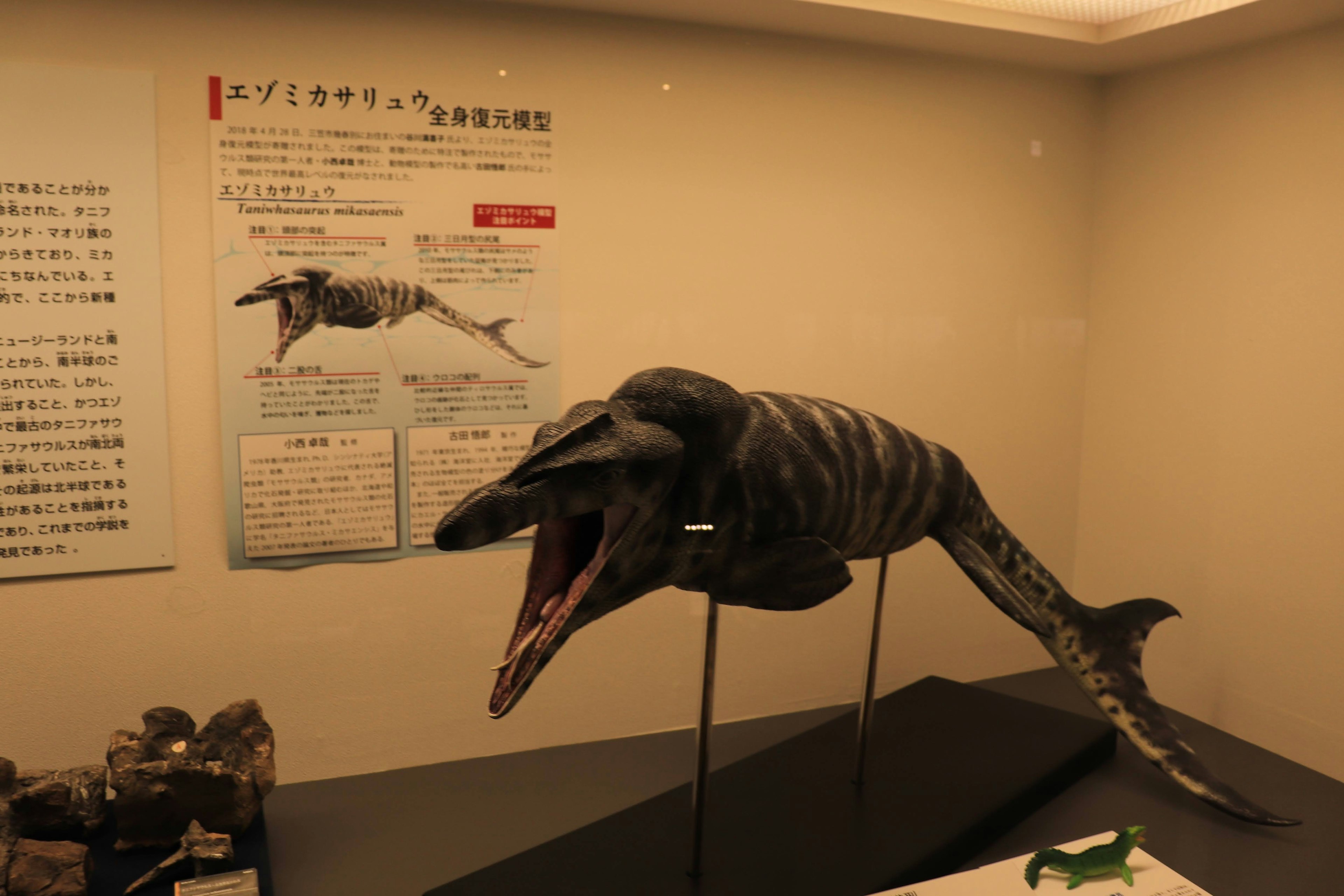 Modèle d'une créature marine ancienne exposée dans un musée avec une grande bouche ouverte