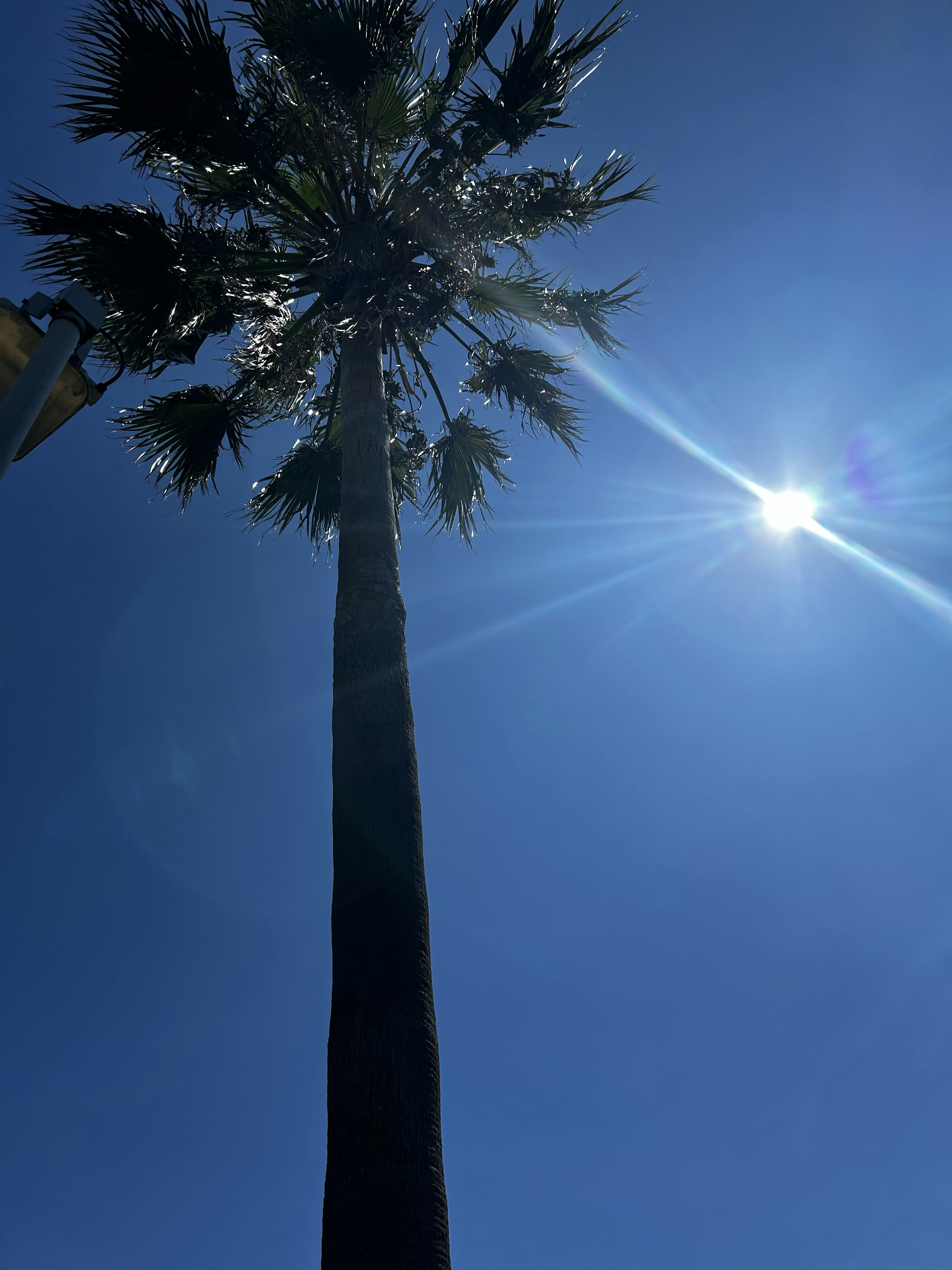 A tall palm tree against a clear blue sky