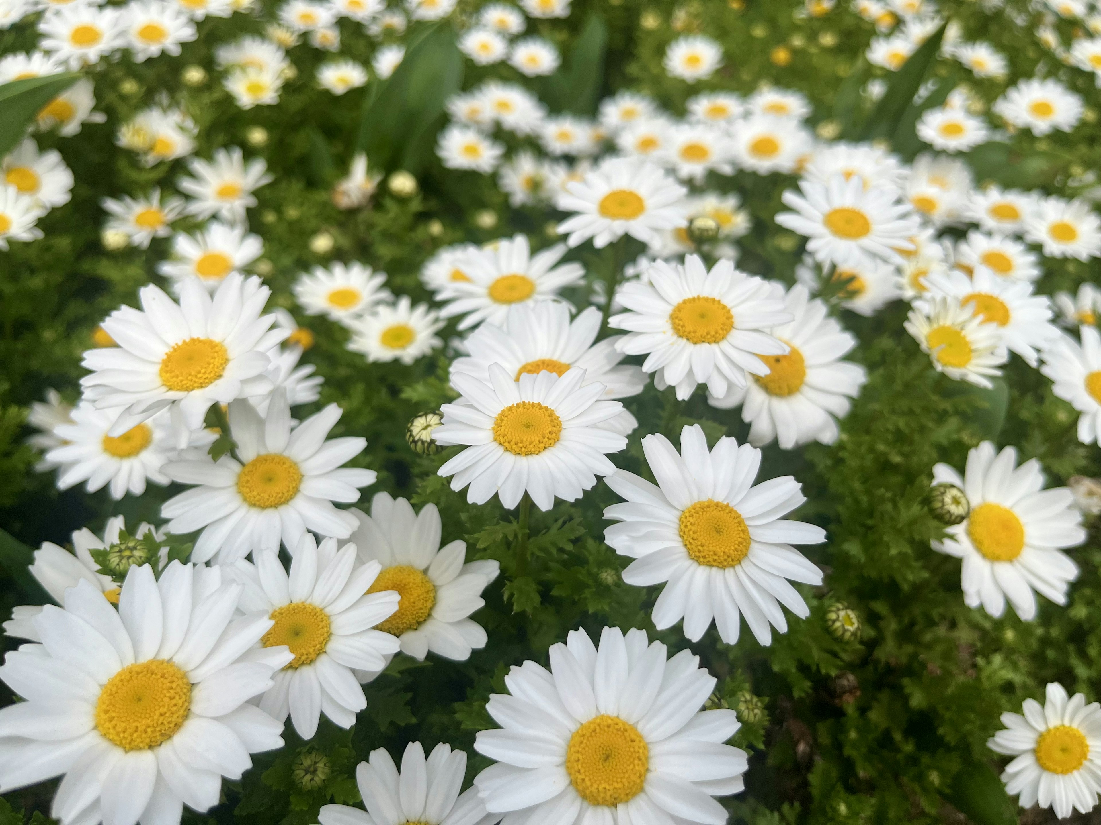 Ein dichter Feld von Gänseblümchen mit weißen Blütenblättern und gelben Zentren