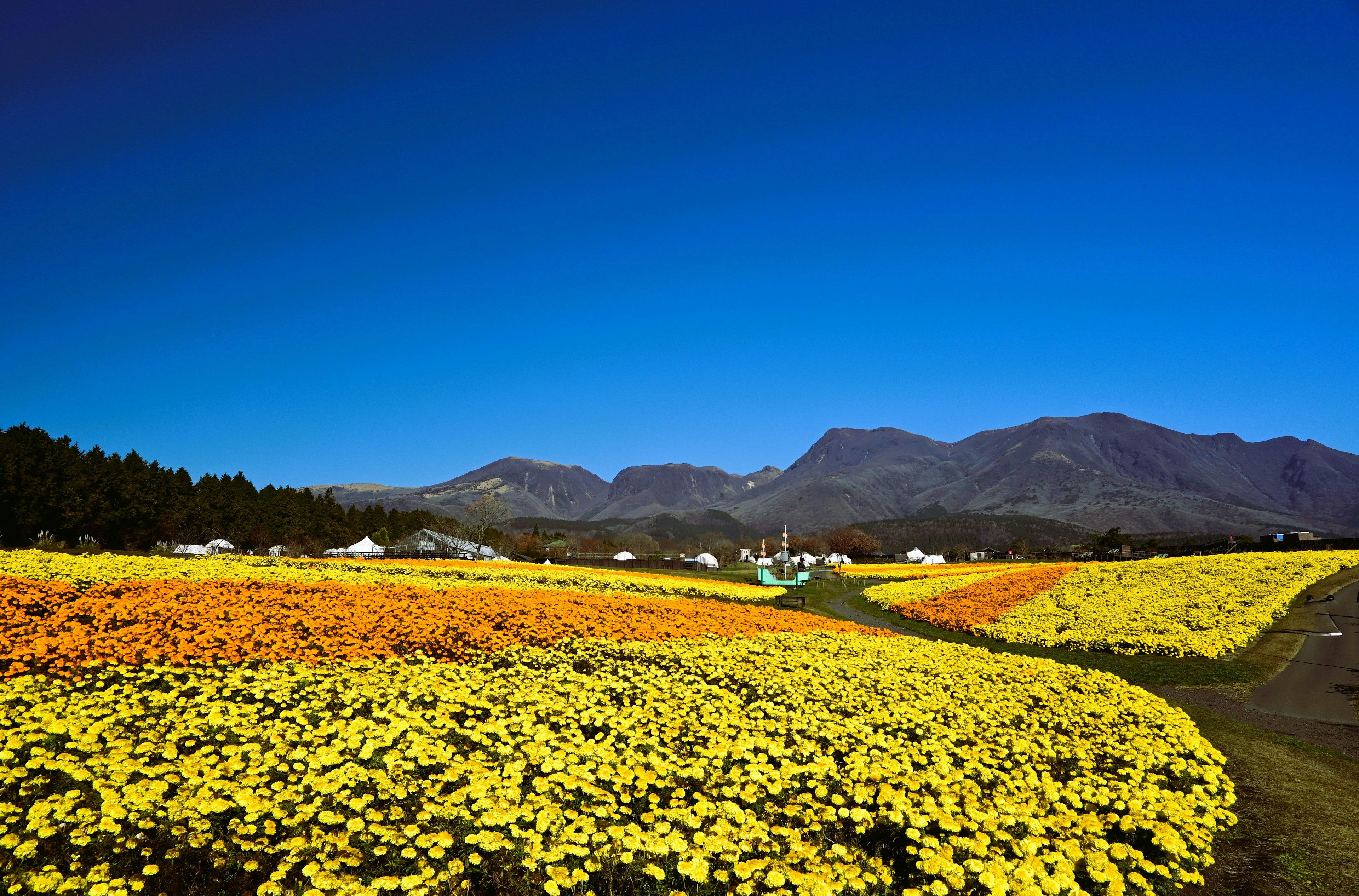 Vibrant flower fields under a clear blue sky