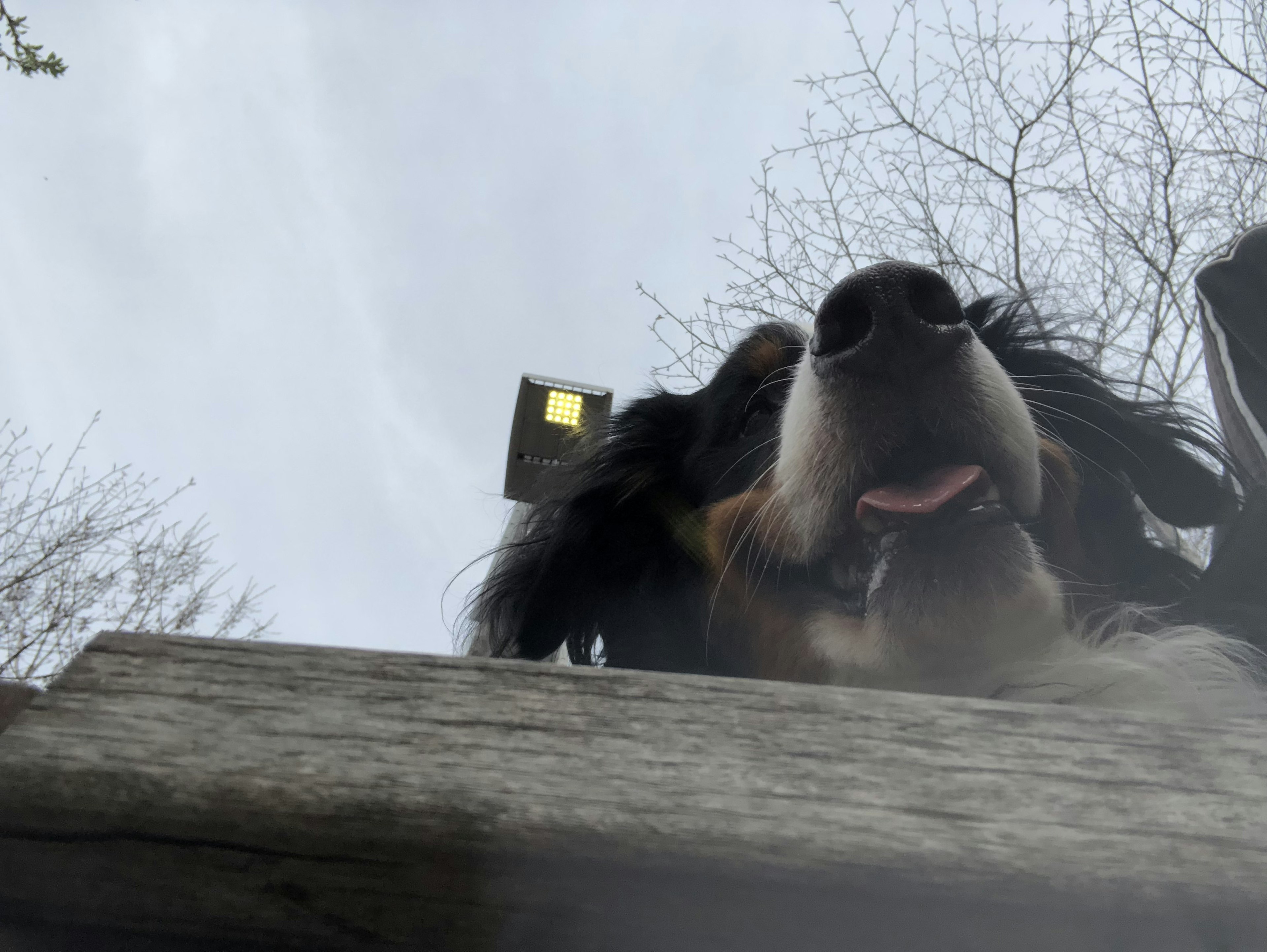 犬の顔が見える低い角度での写真 木の上にある小屋が背景にある