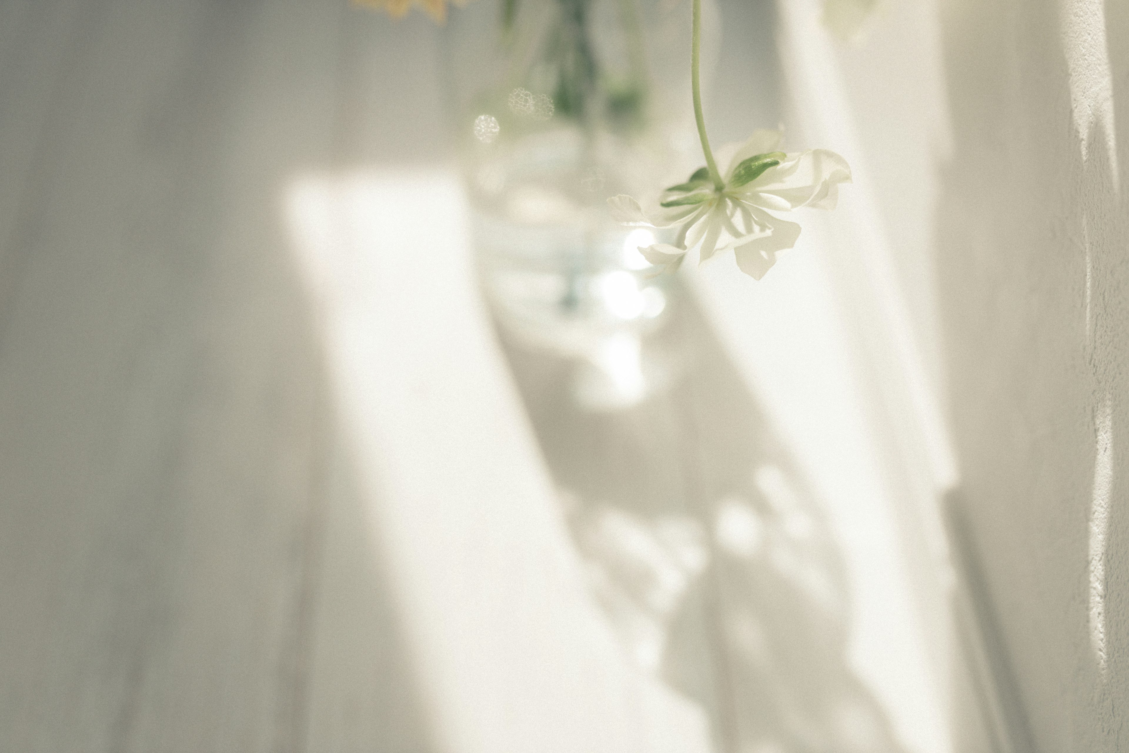 A clear vase with white flowers and soft shadows