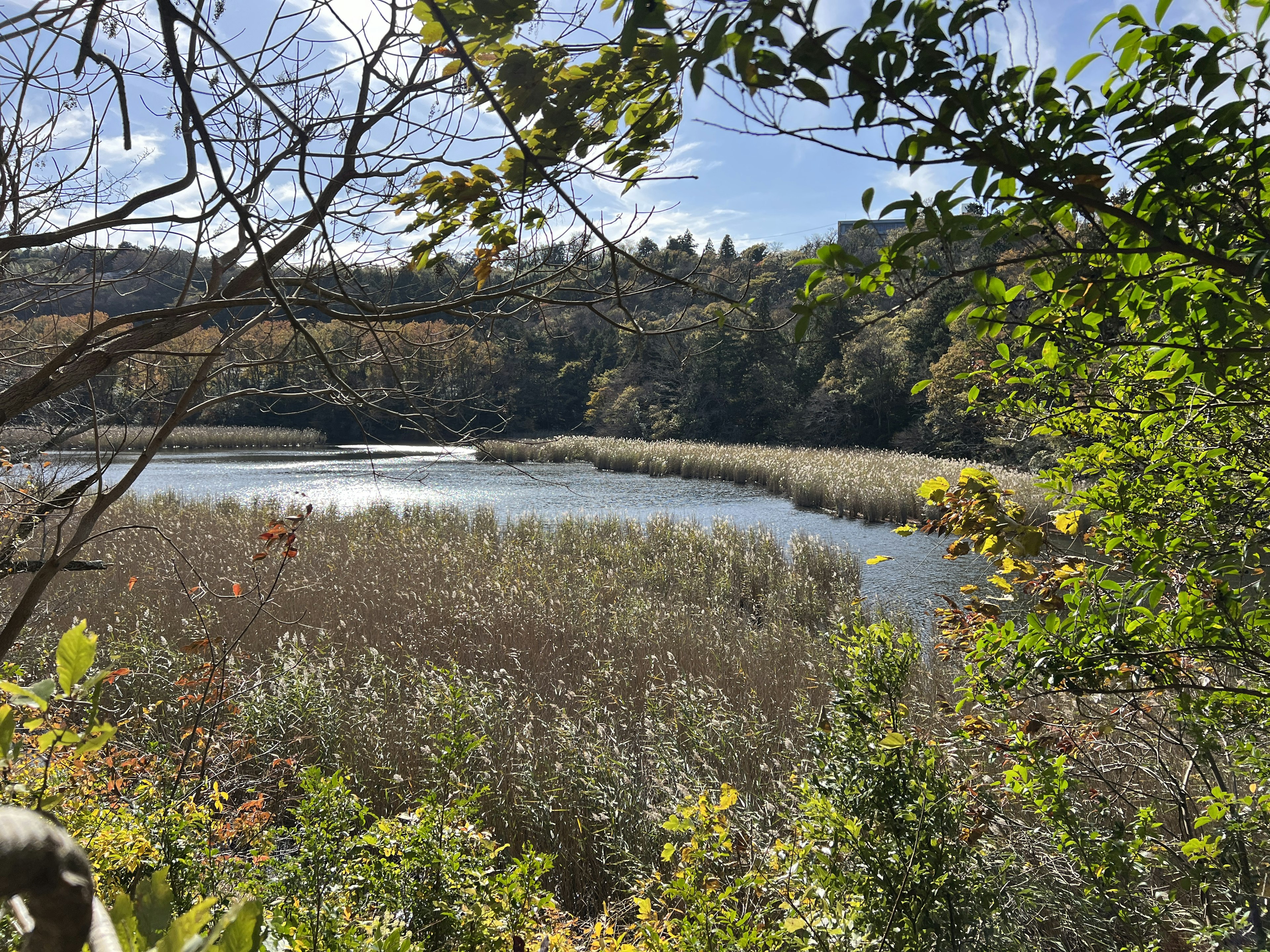 川と植物が広がる自然の風景