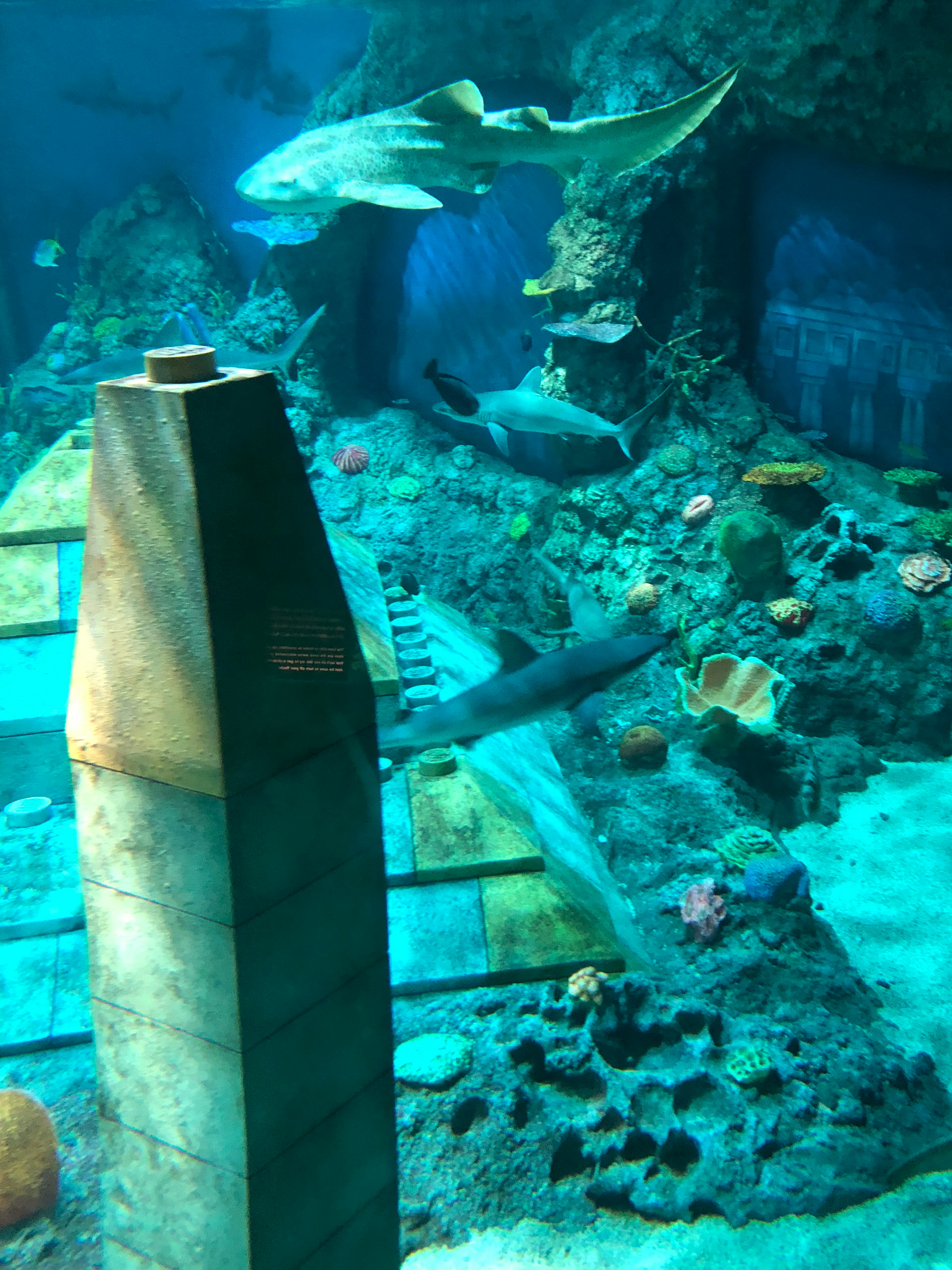 Underwater scene featuring sharks and coral reefs