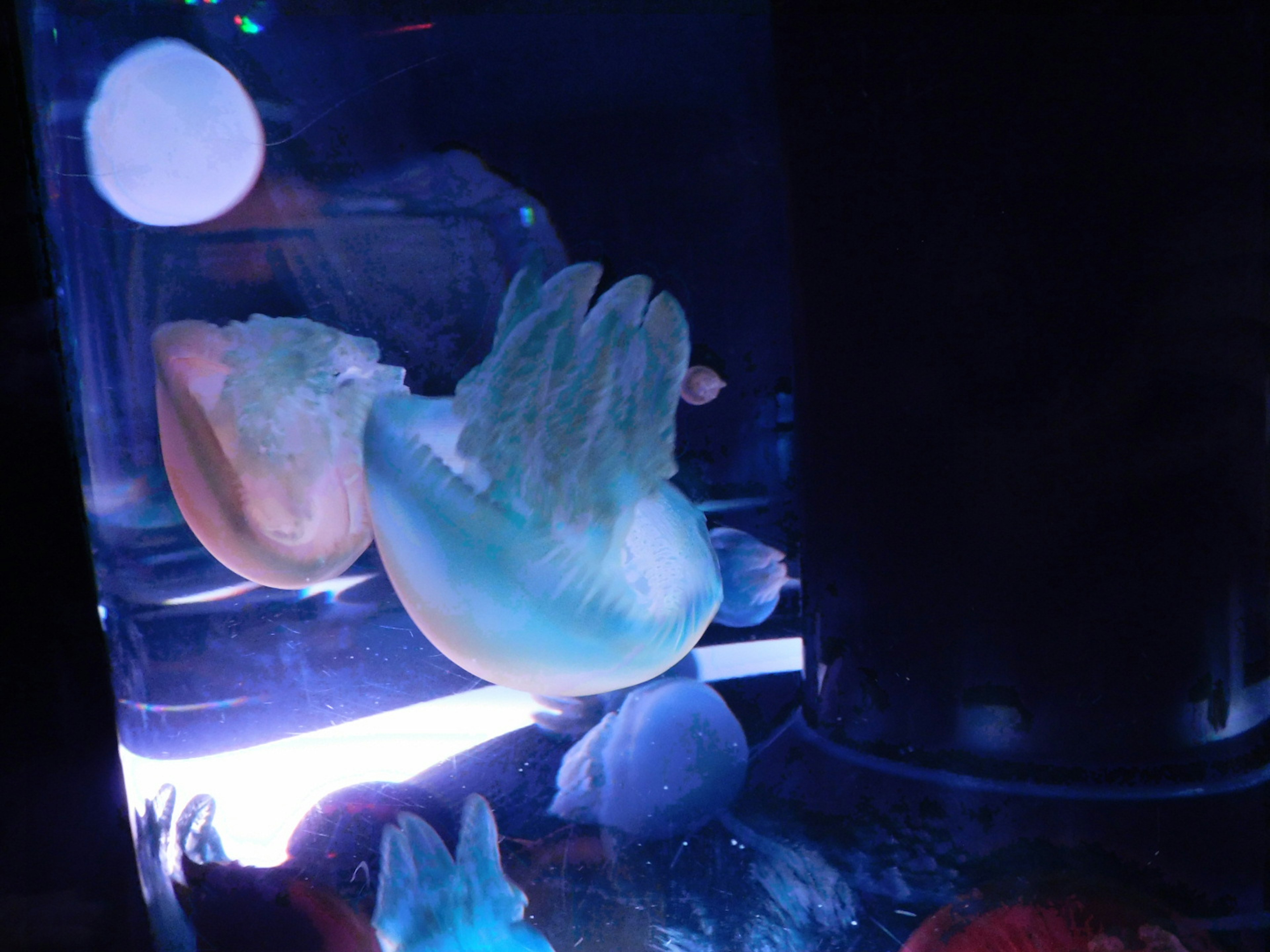 A pale jellyfish floating in a tank with blue lighting