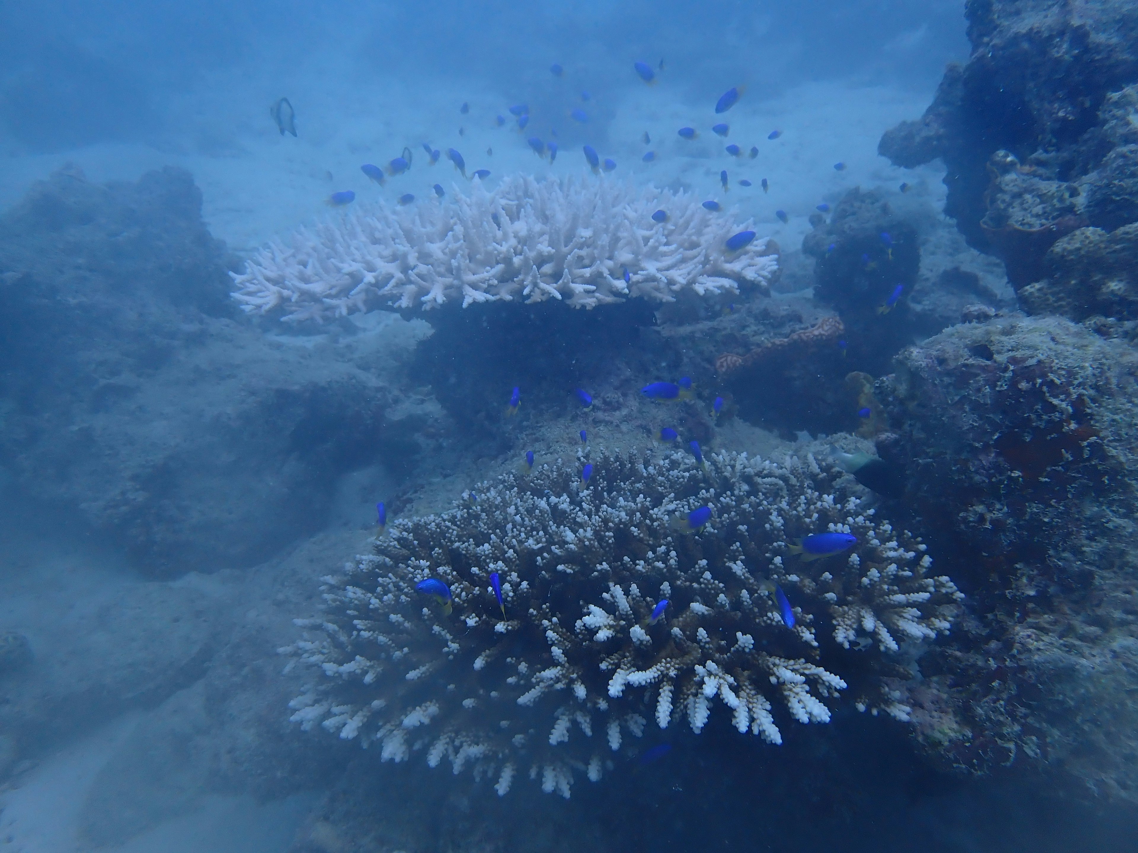 Escena submarina de un arrecife de coral con peces azules nadando