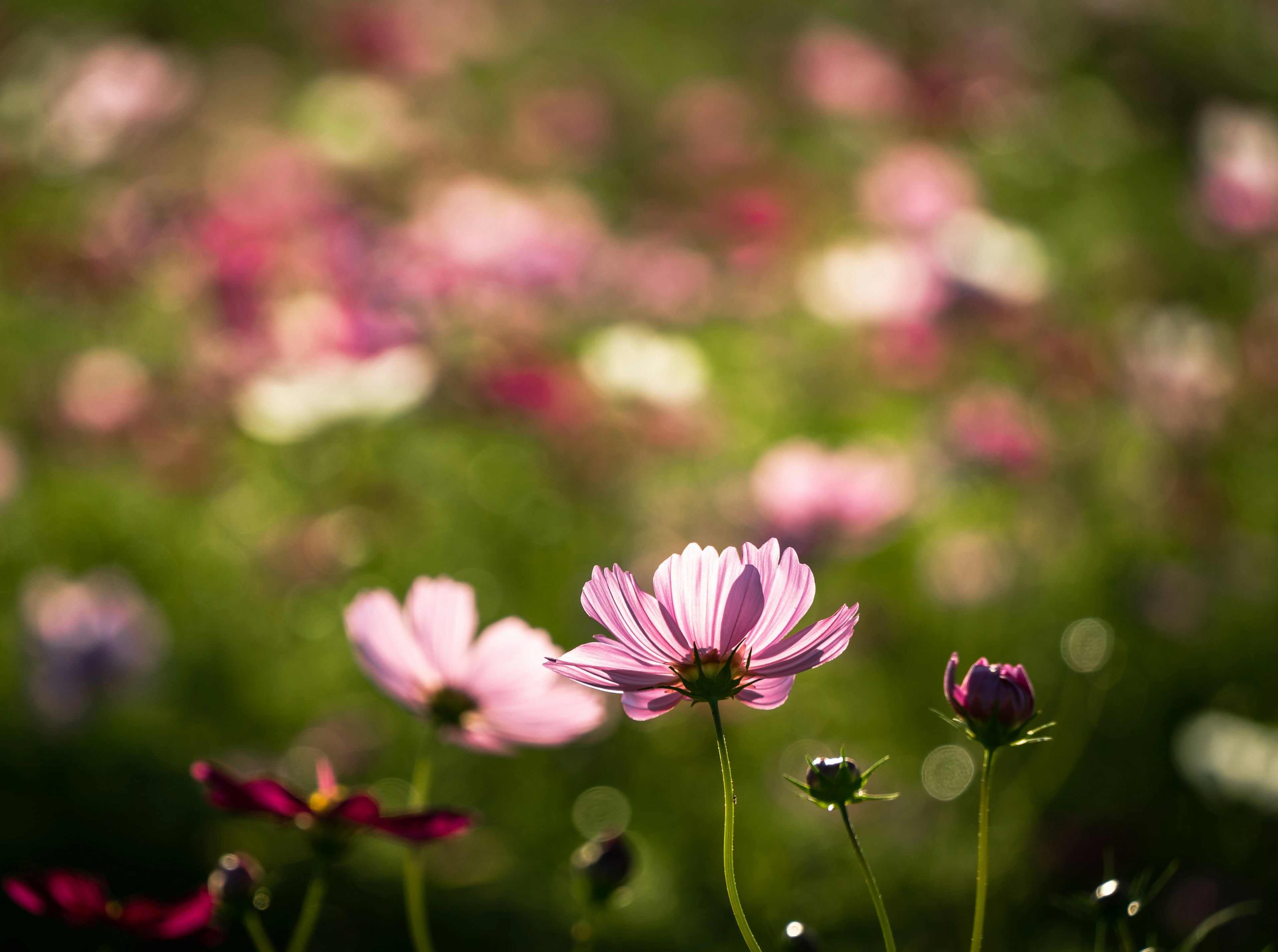 色とりどりの花が咲く緑の背景に浮かぶピンクの花々