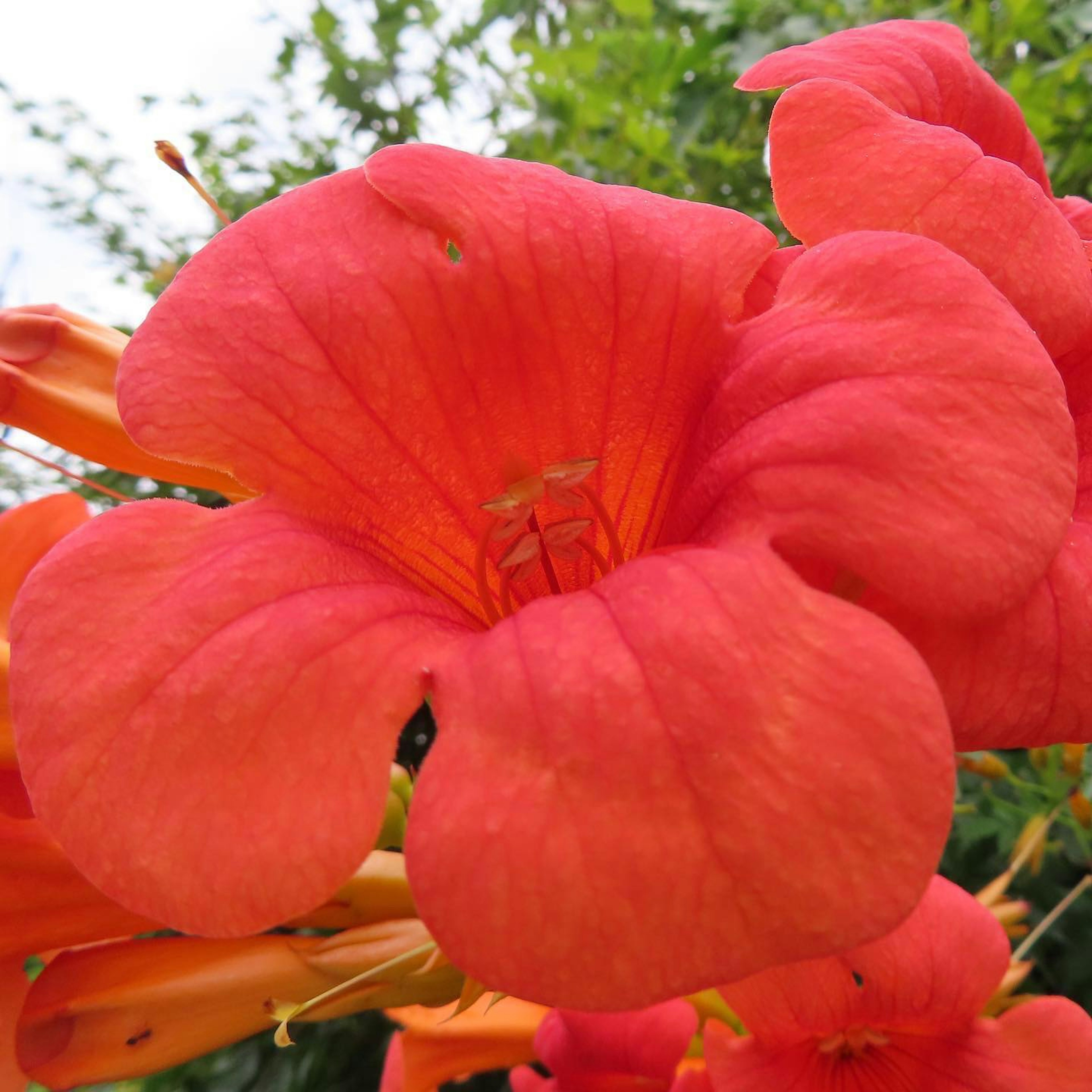 鮮やかなオレンジ色の花が咲いている様子