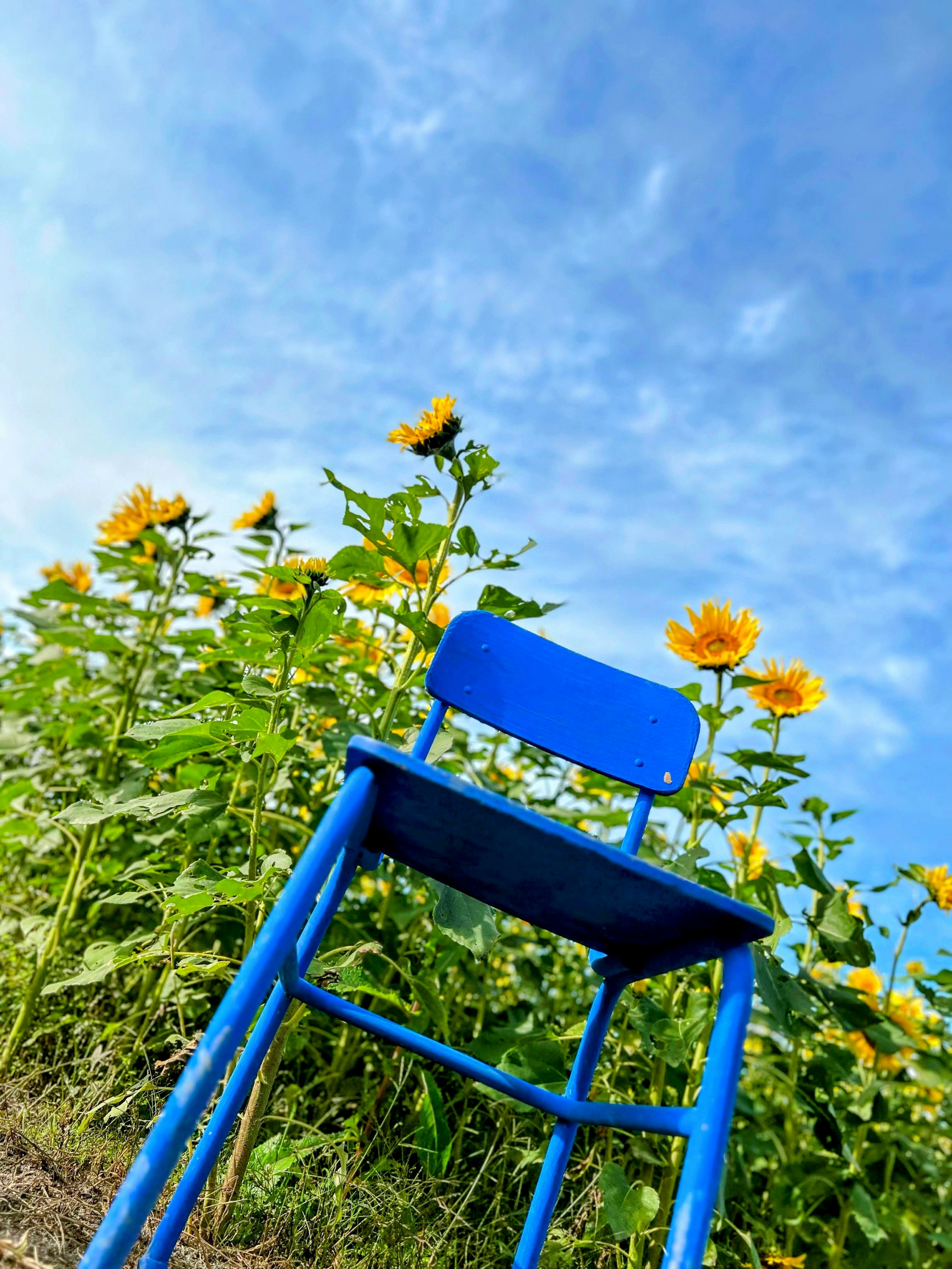 青い椅子とひまわりの花が広がる青空の下の風景