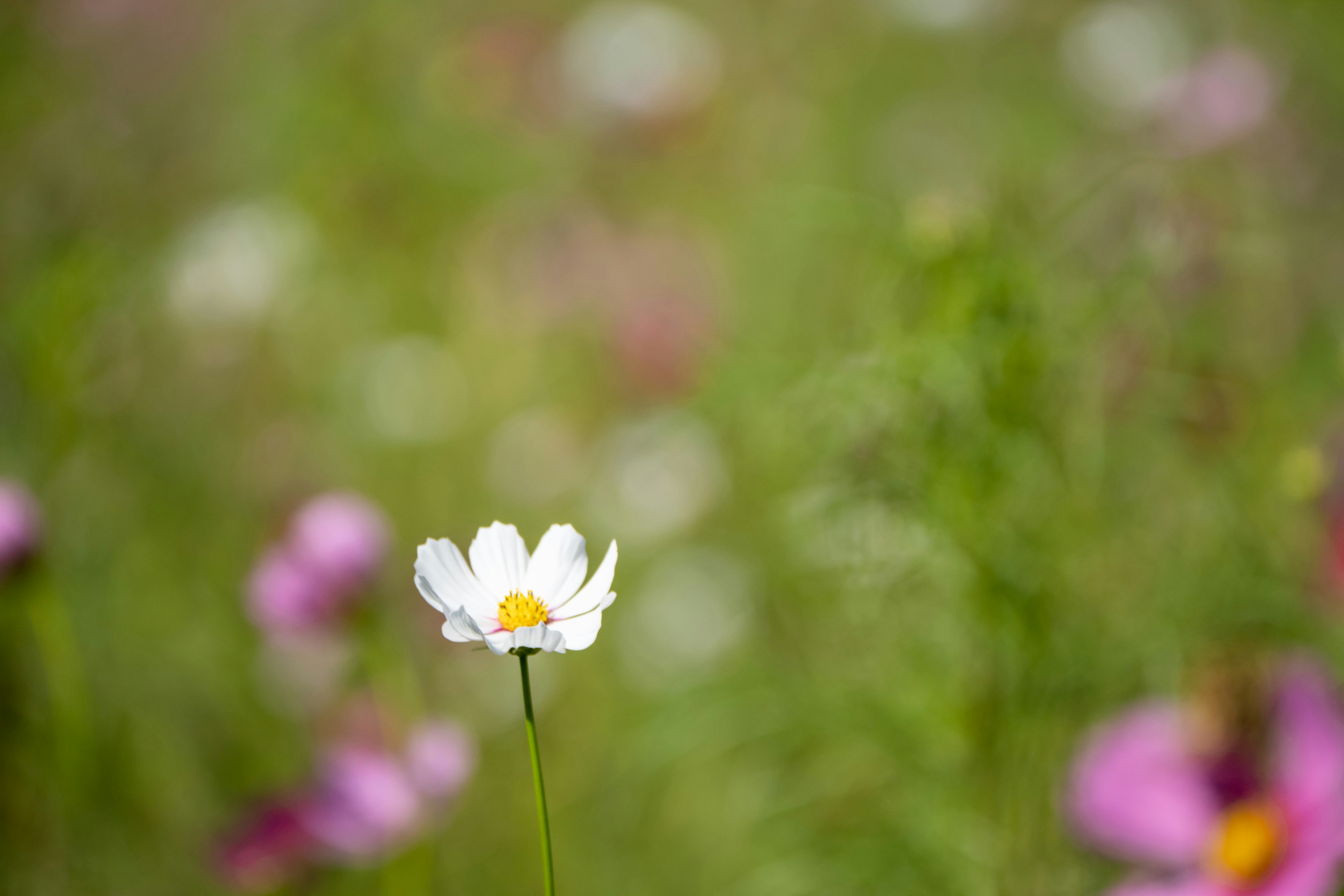 色とりどりの花が咲く草原の中に立つ白い花