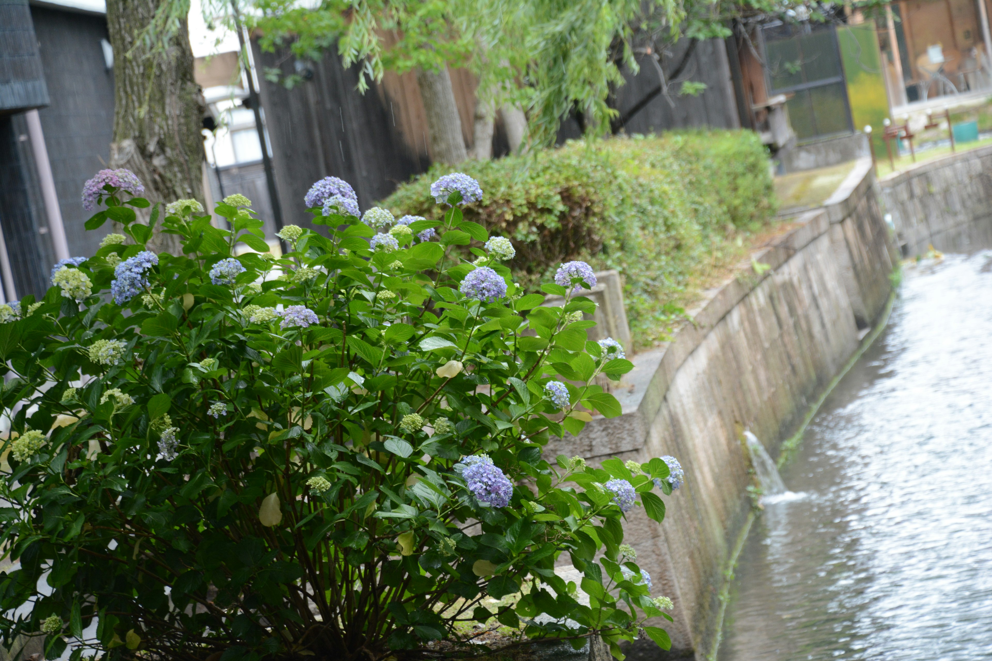 水辺に咲く紫陽花の花と周囲の緑