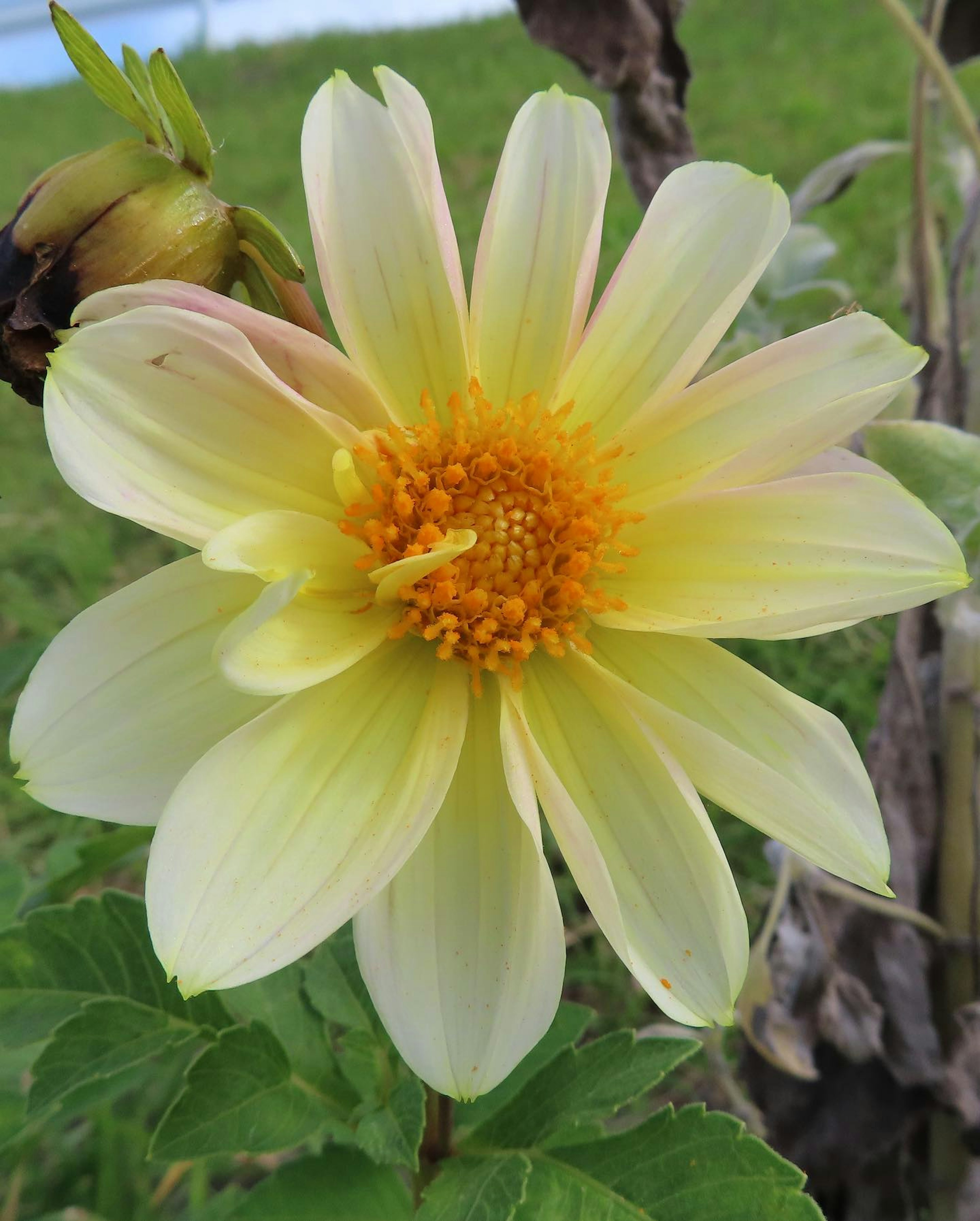 Gelbe Dahlienblüte zwischen grünen Blättern