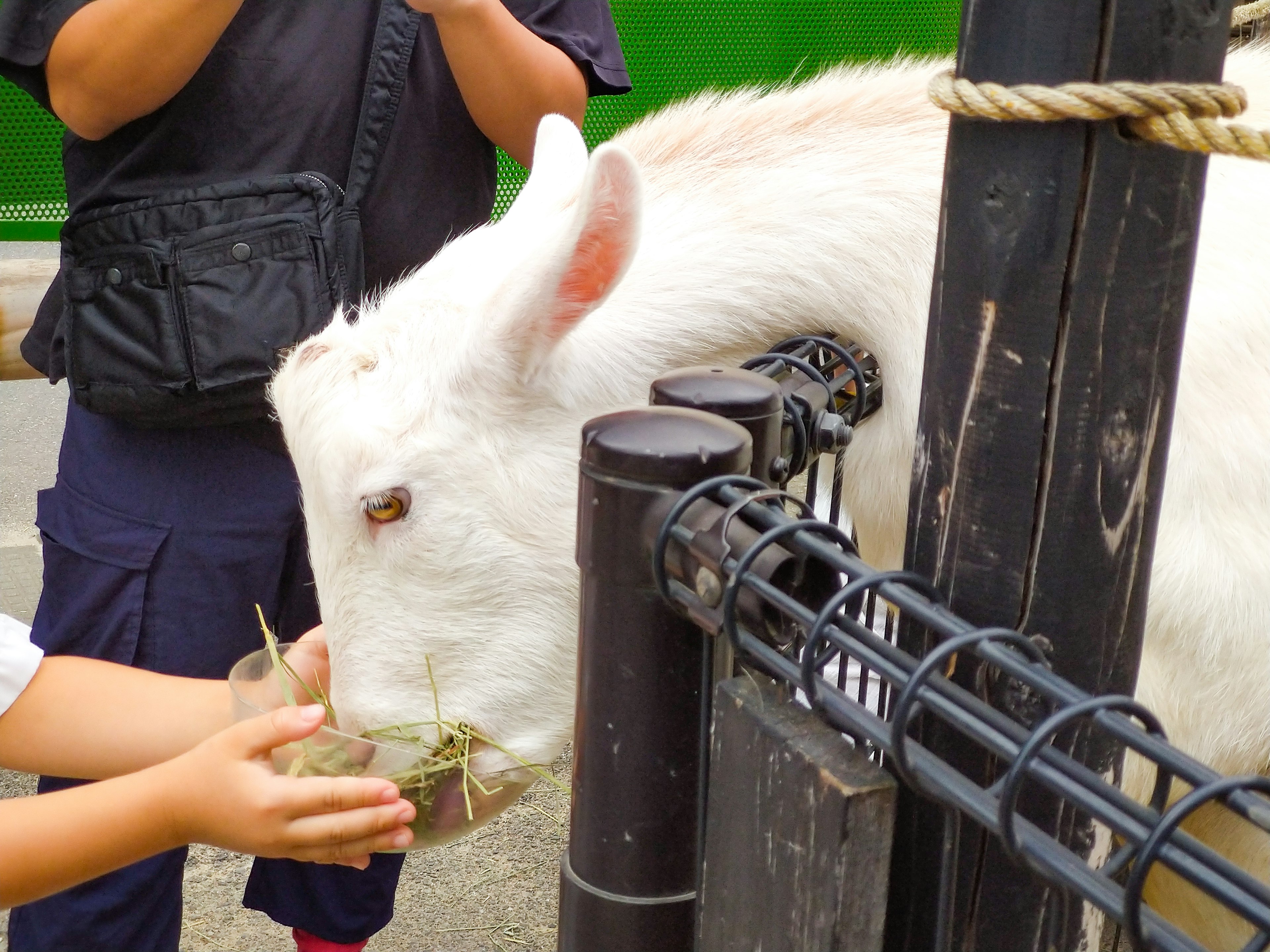 A white goat being fed grass by a child