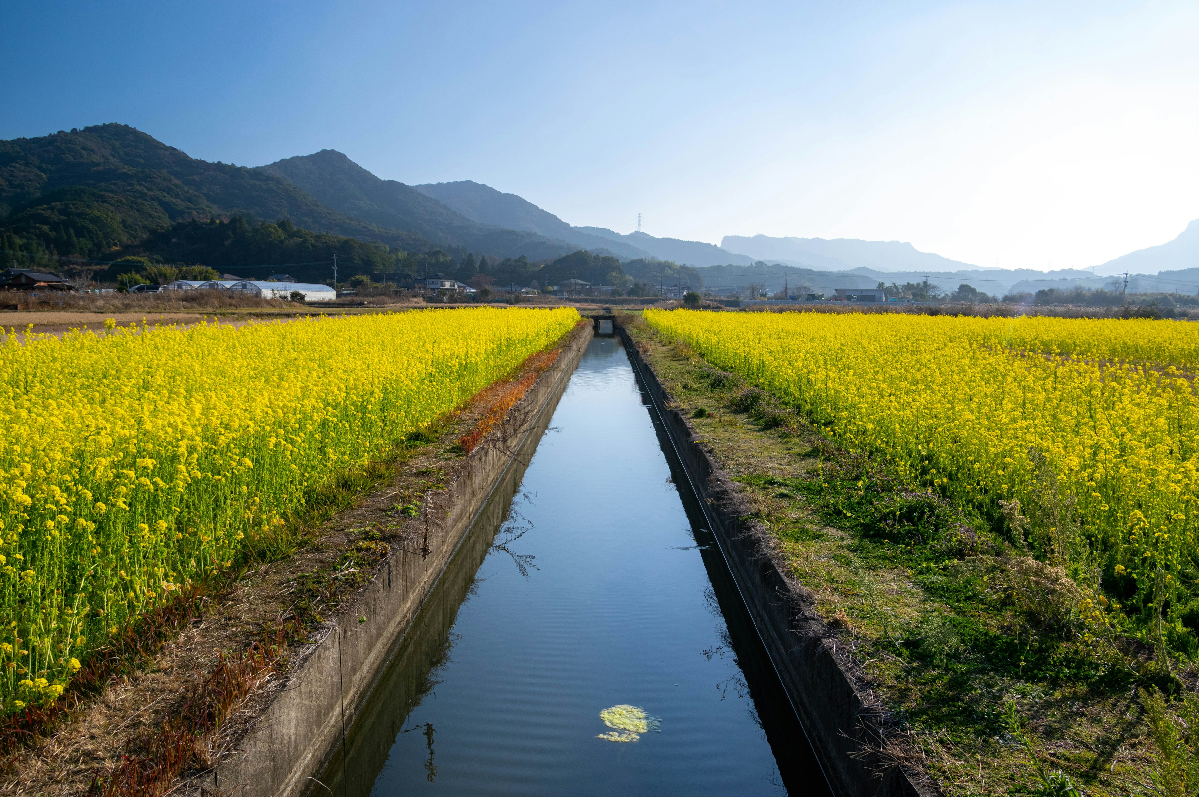 Paesaggio di campi di colza gialli e di un canale d'acqua