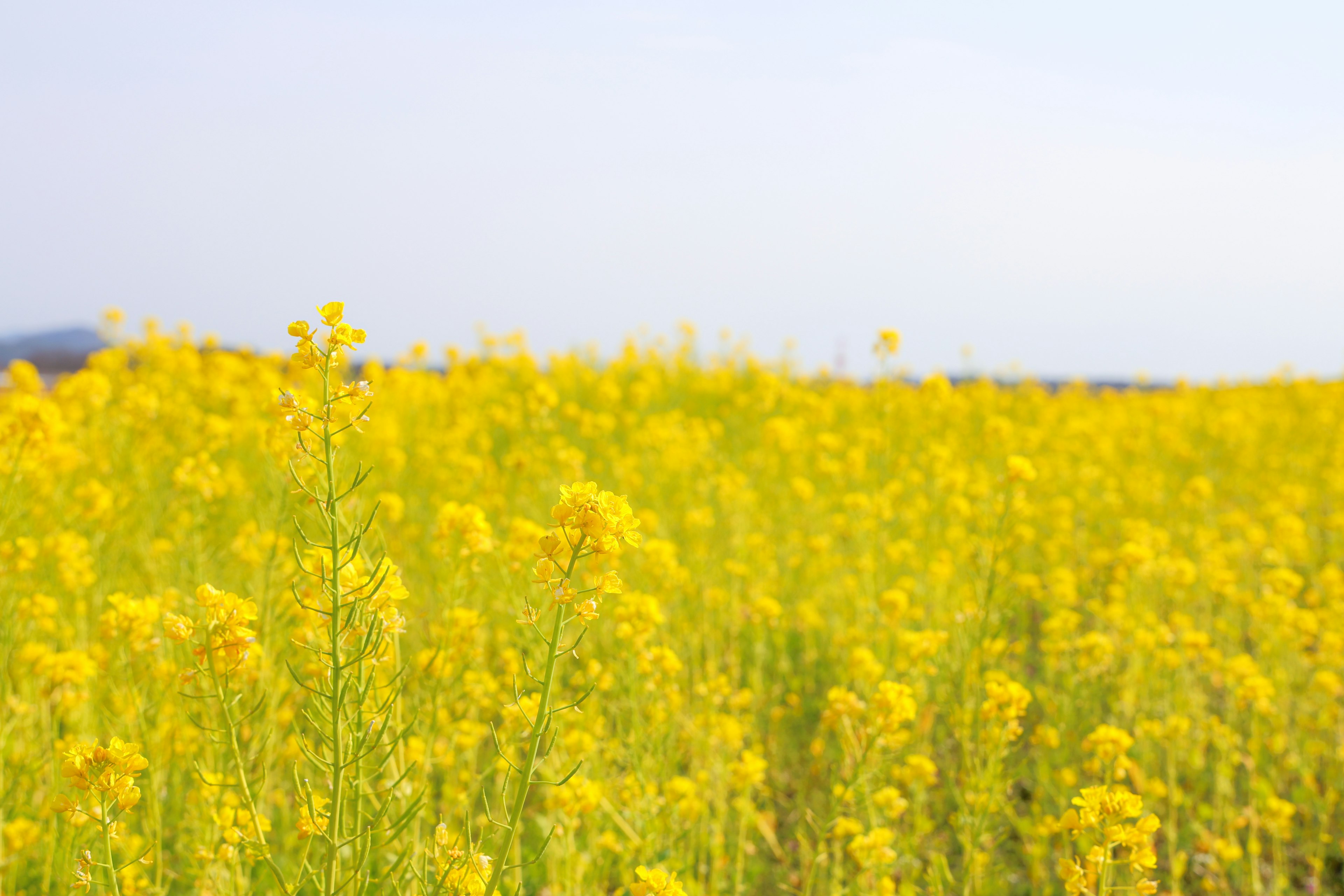 Amplio campo de flores amarillas bajo un cielo azul