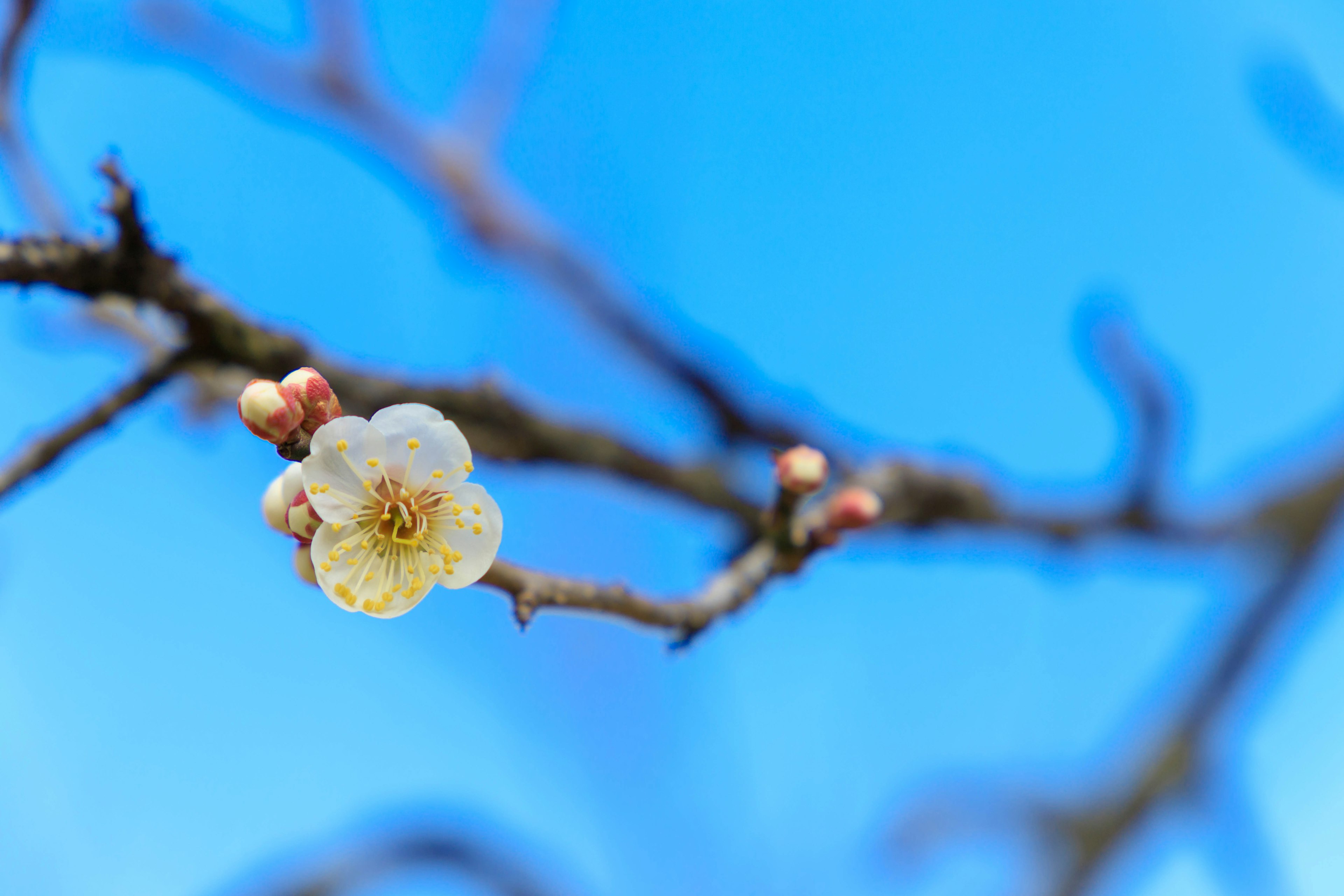 Primer plano de una flor de ciruelo y capullos contra un cielo azul