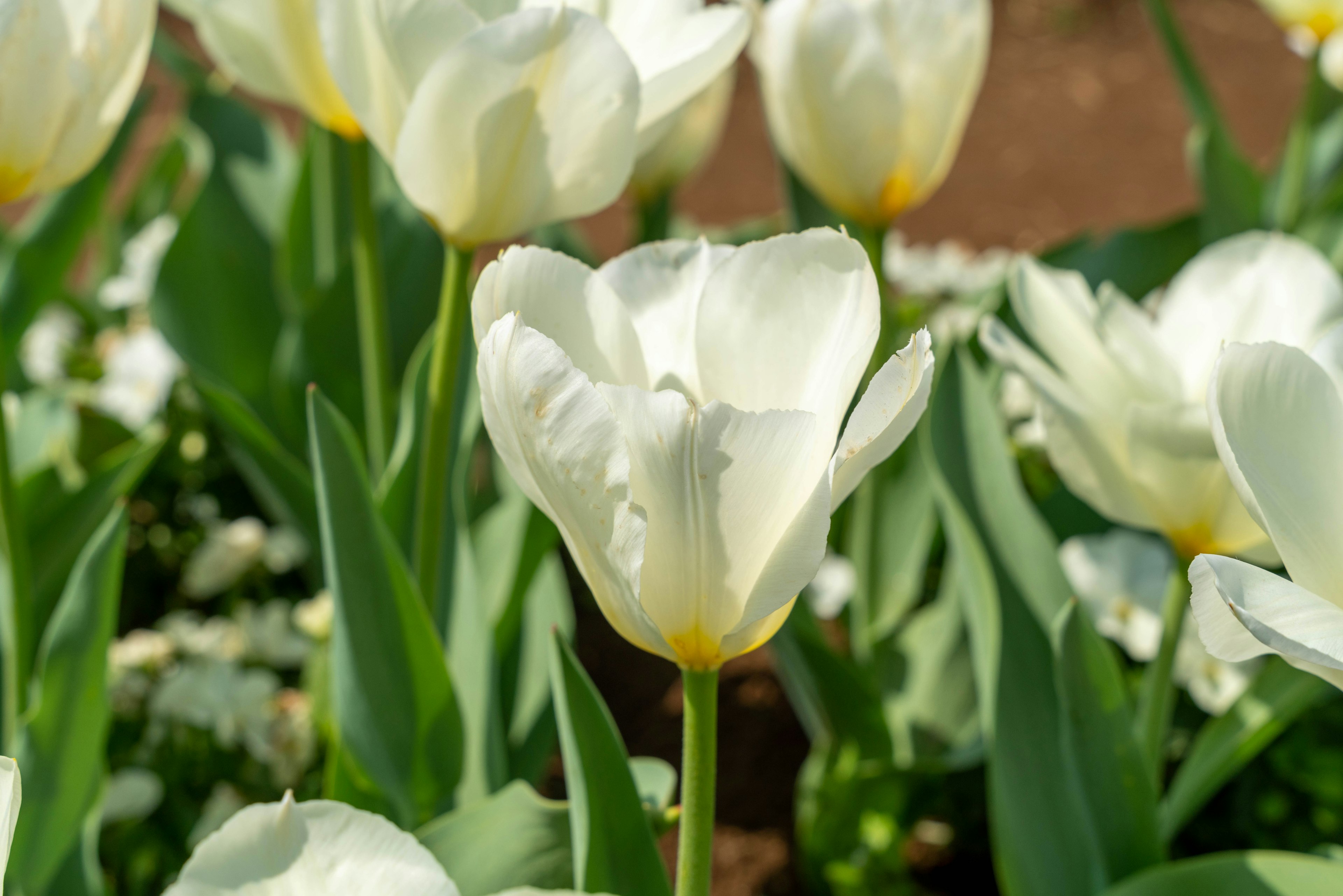 白いチューリップの花が咲いている様子 緑の葉に囲まれている