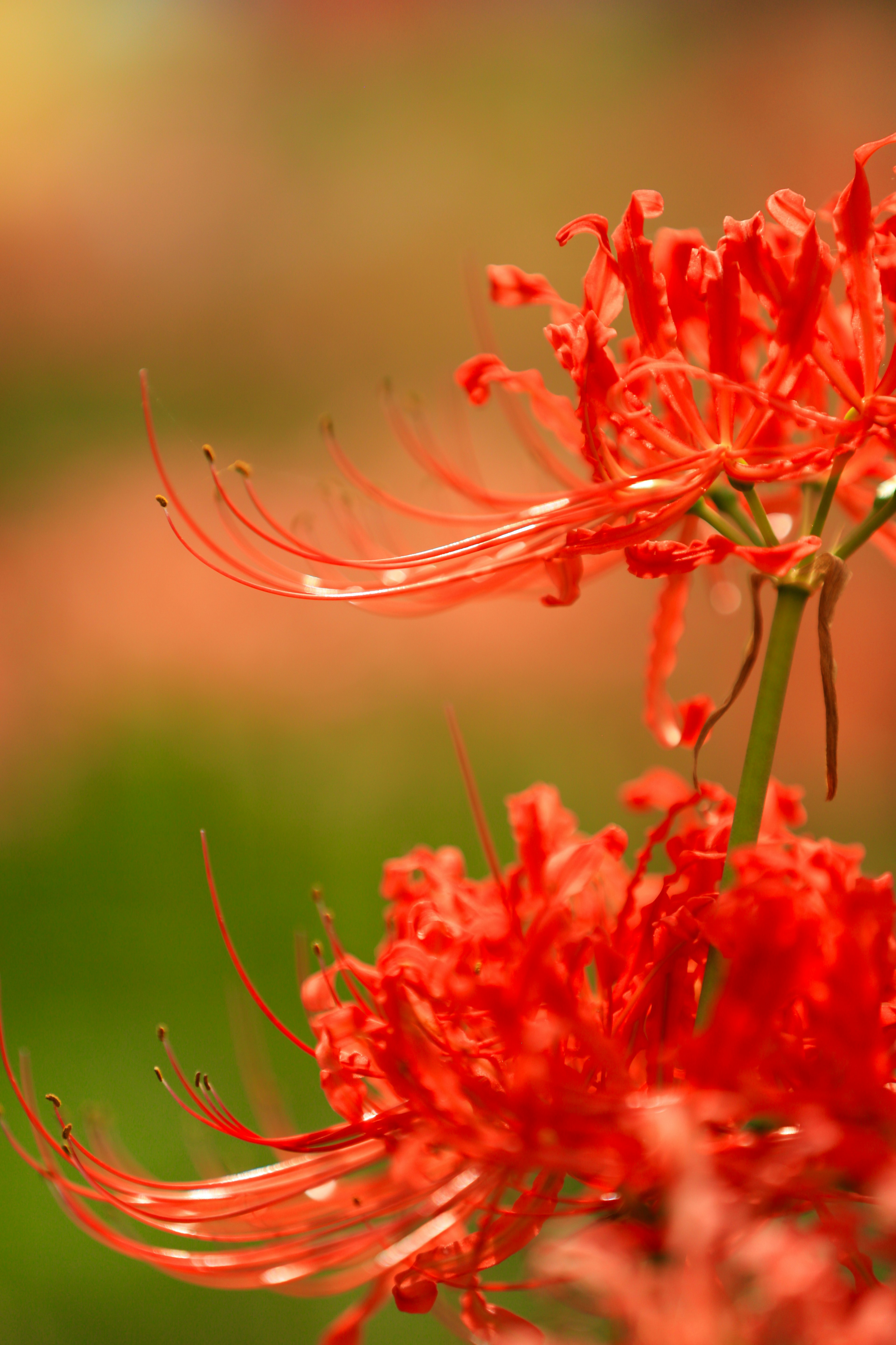 Close-up dari kelopak bunga lili laba-laba merah cerah dengan benang halus