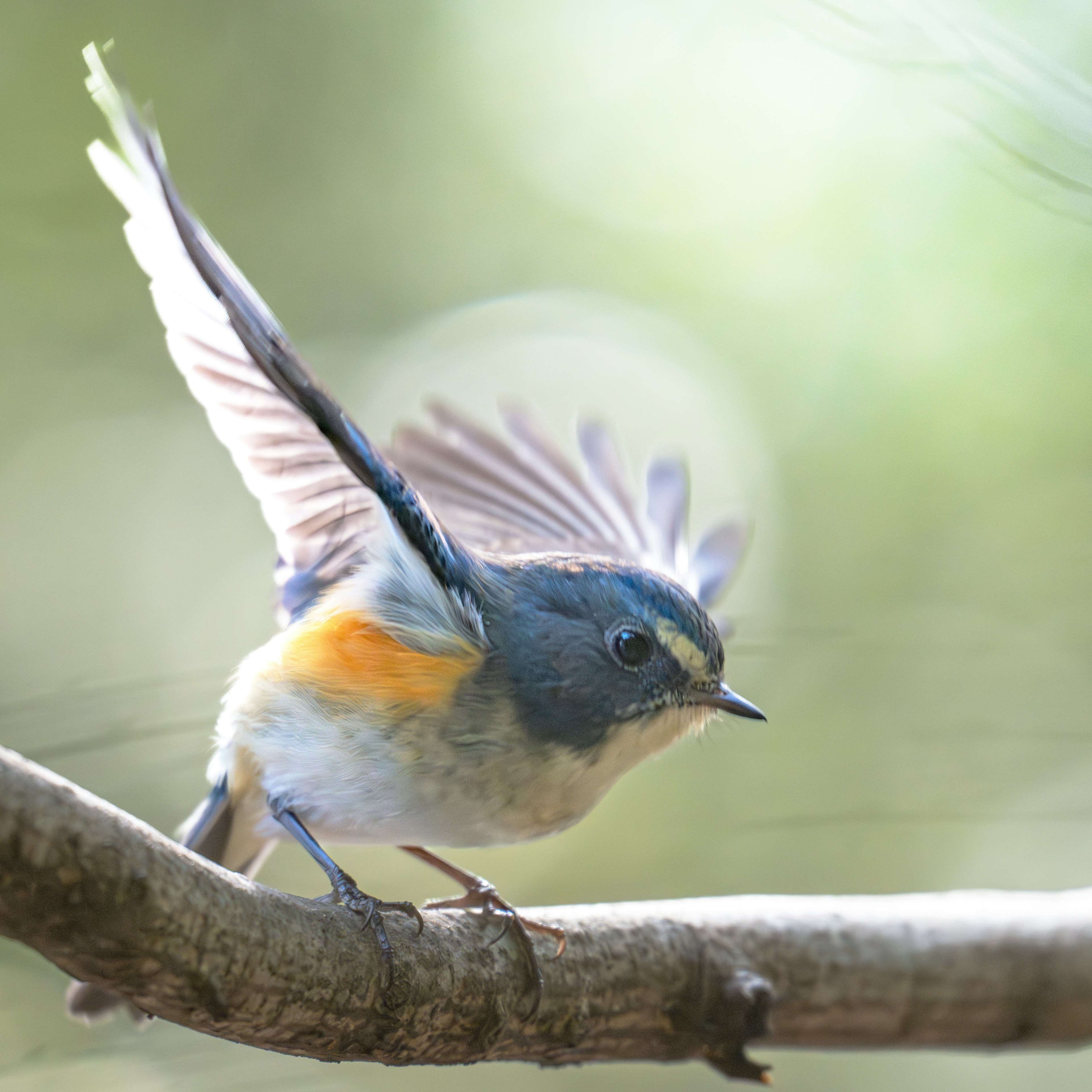 Un pequeño pájaro azul posado en una rama extendiendo sus alas