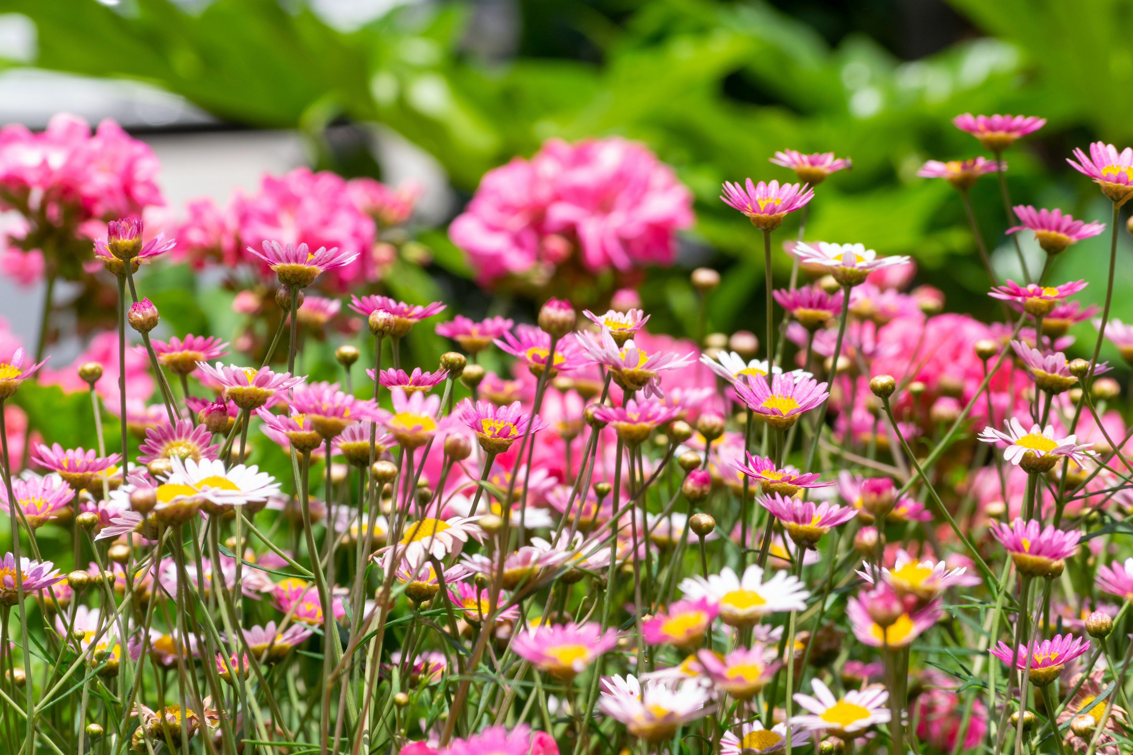 ทิวทัศน์สวนที่มีสีสันสดใสพร้อมดอกไม้สีชมพูและสีขาวที่บาน