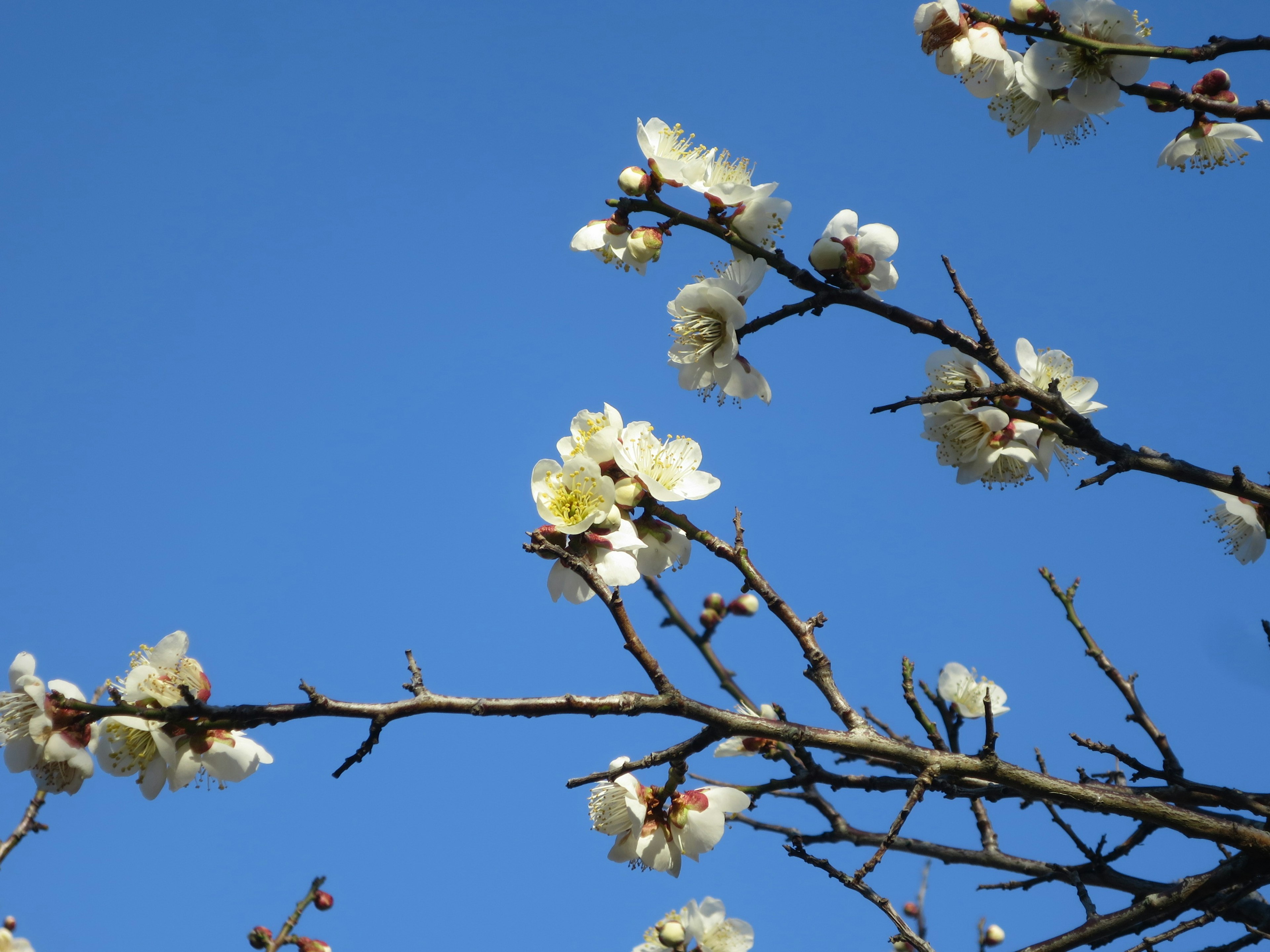 Äste mit weißen Blumen vor blauem Himmel