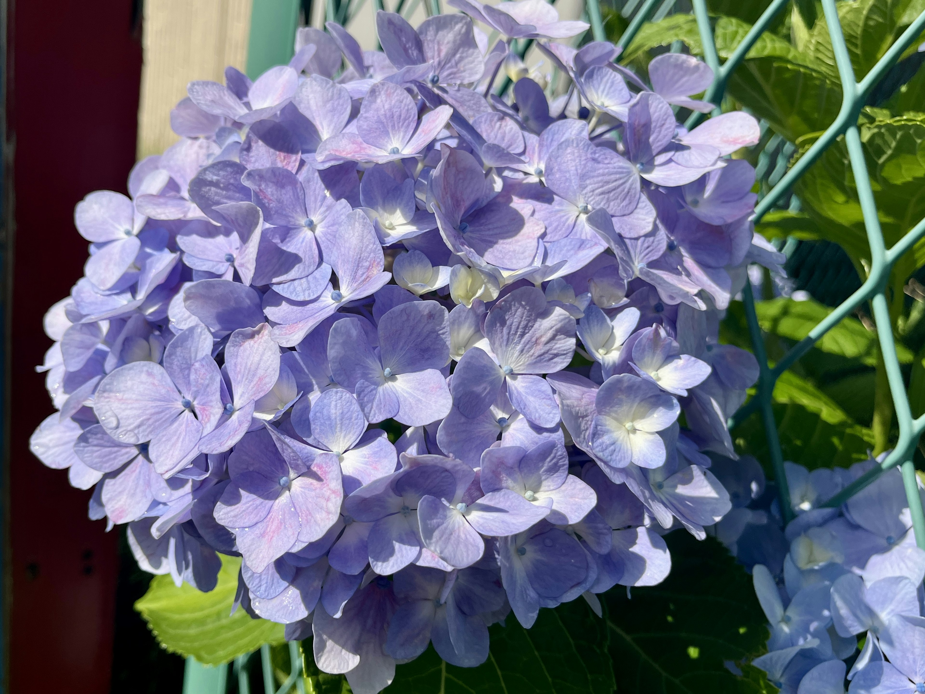 Ramo di fiori di ortensia viola circondati da foglie verdi