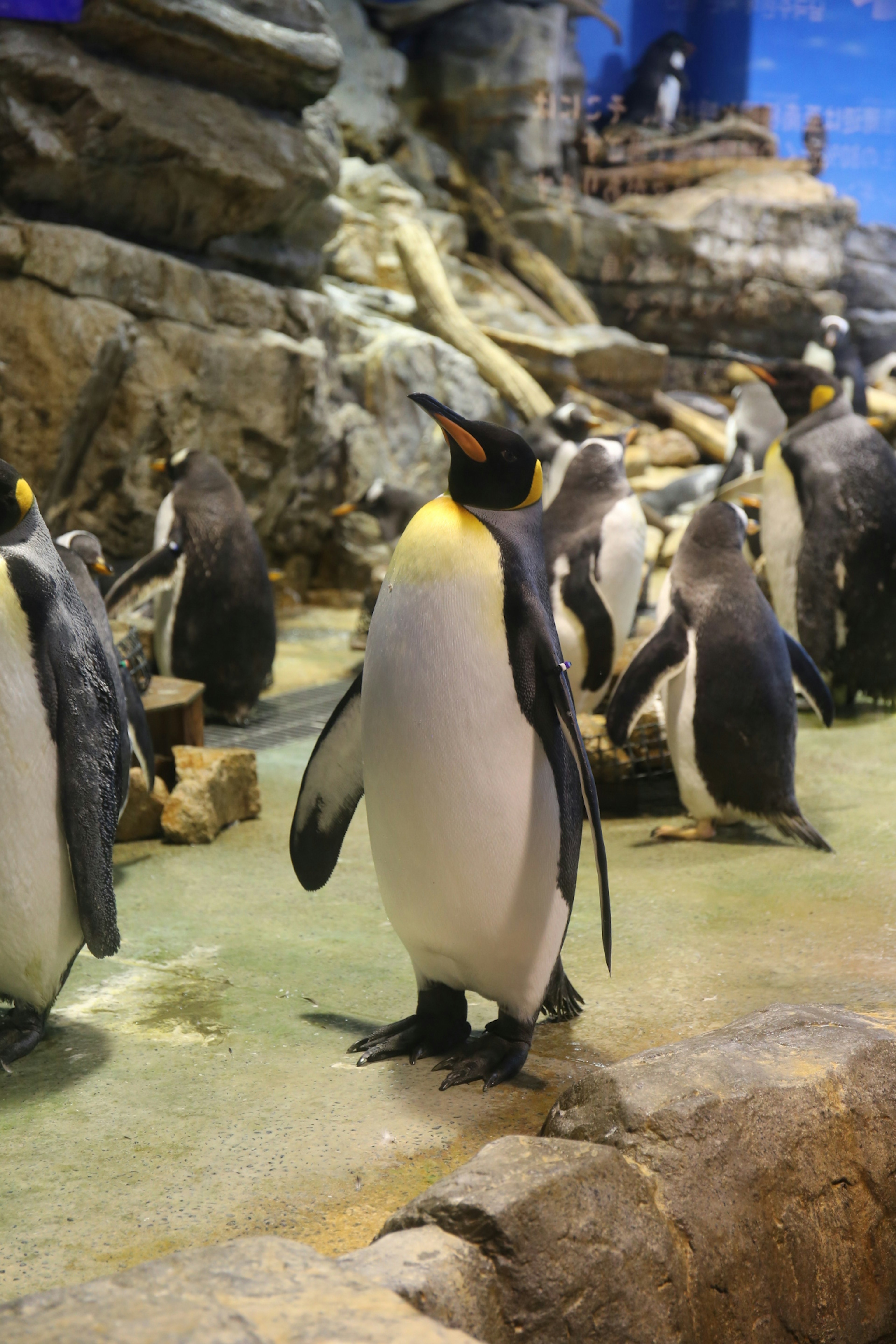 A group of penguins standing in an aquarium setting with rocks and water