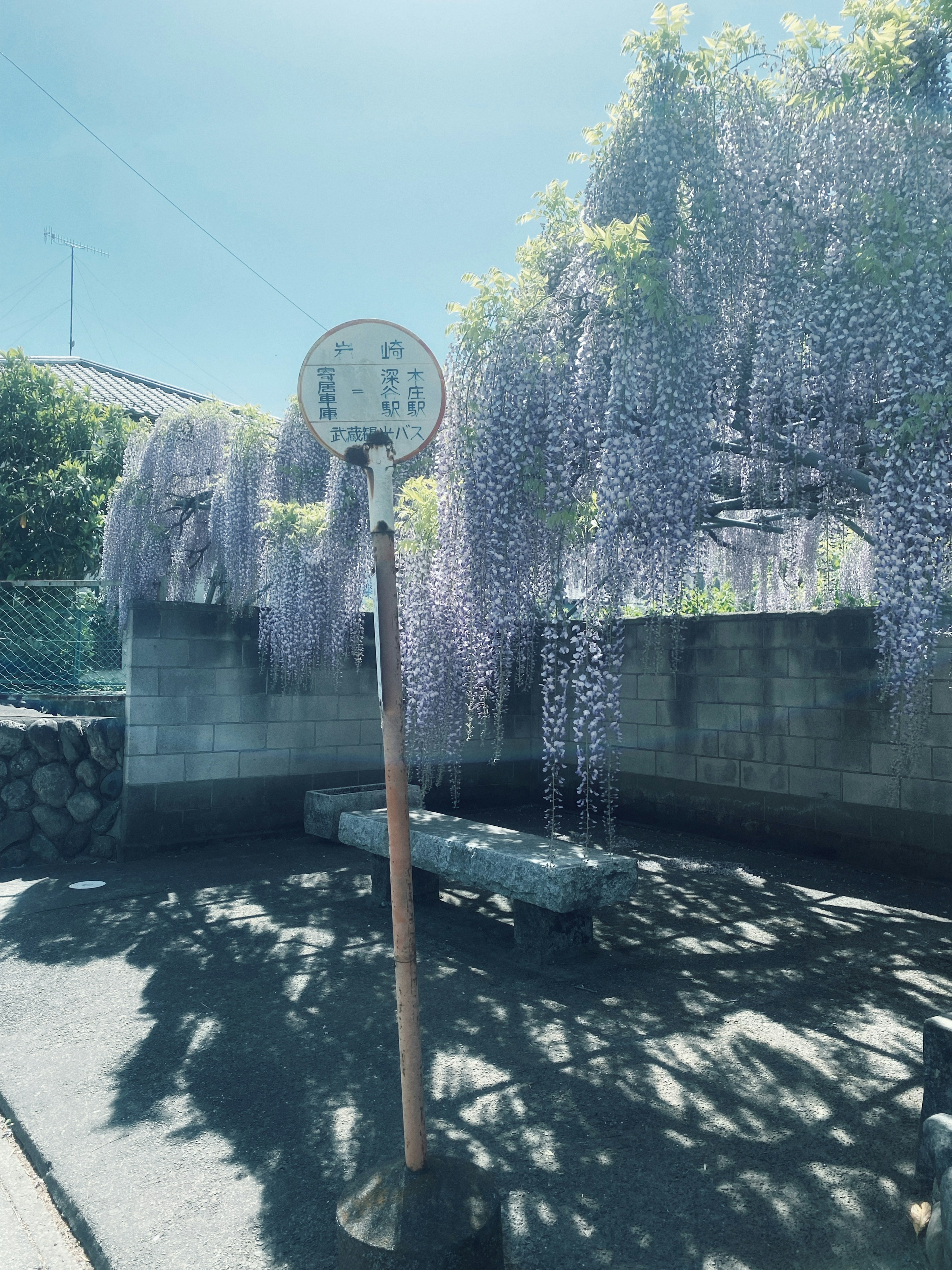 紫色の藤の花が咲く風景と停留所の標識