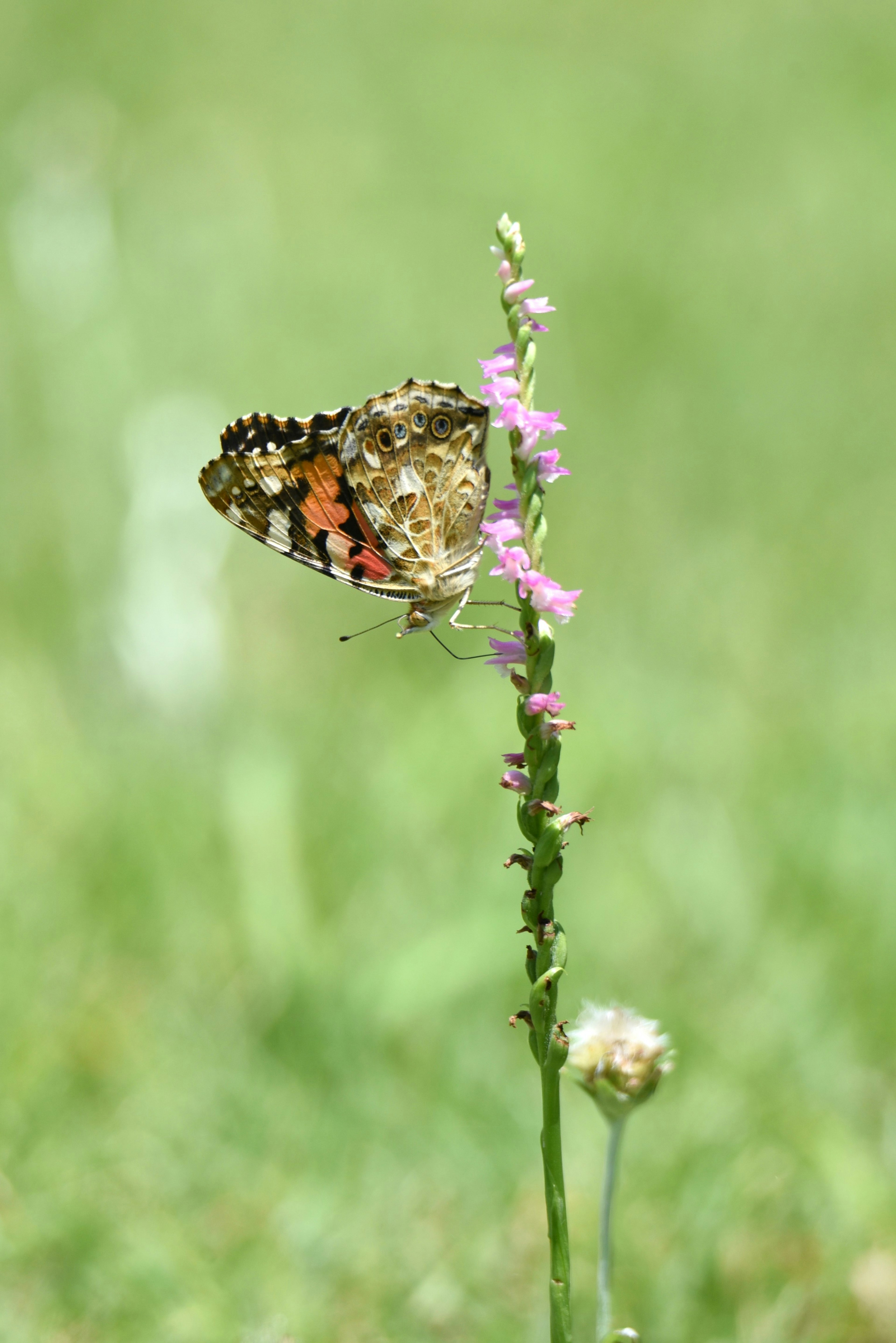 Un beau papillon perché sur une fleur violette avec un fond vert