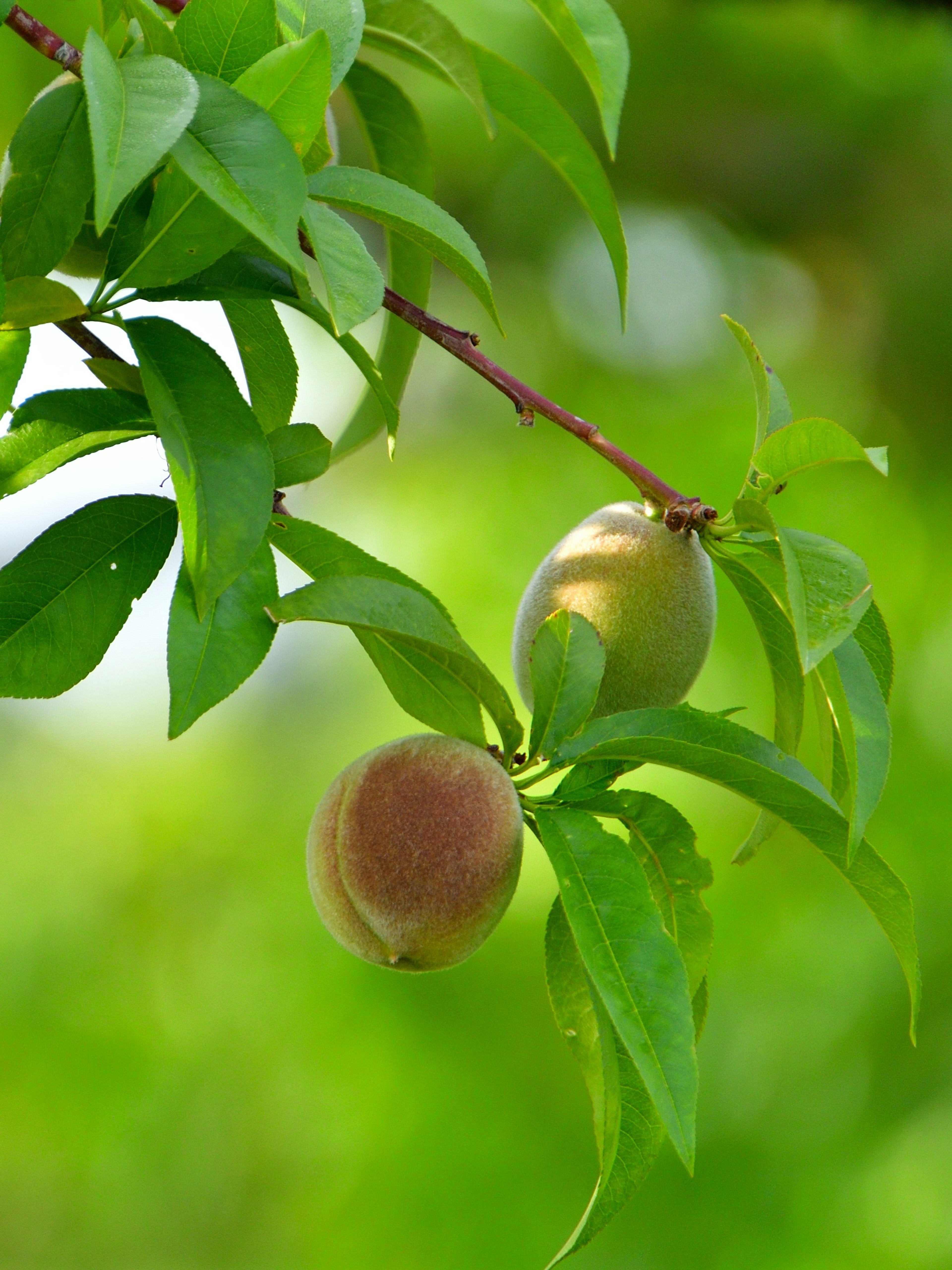 Acercamiento de frutas de durazno colgando entre hojas verdes