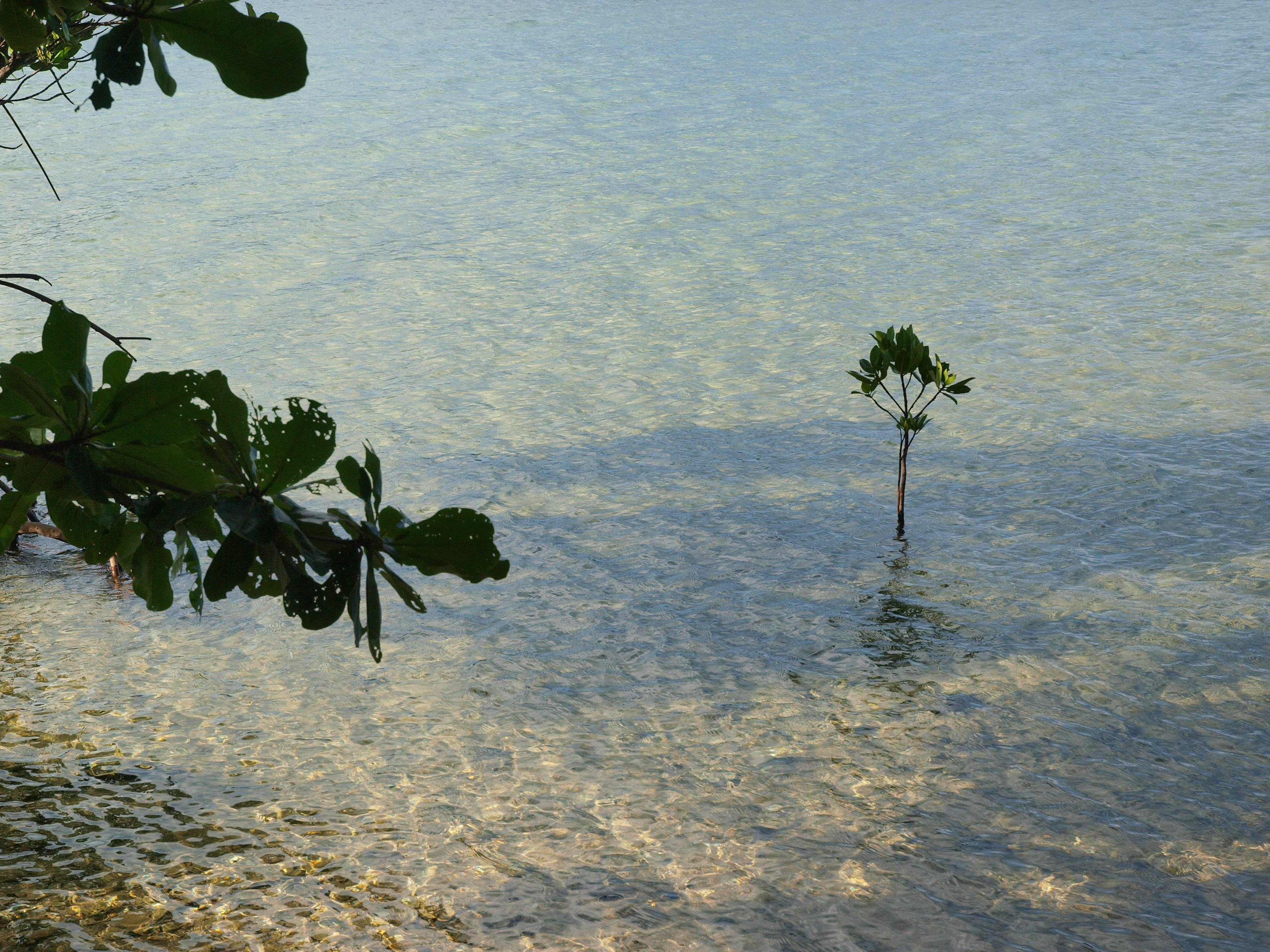 Ein kleiner Baum steht in klarem Wasser mit sichtbaren Kieselsteinen