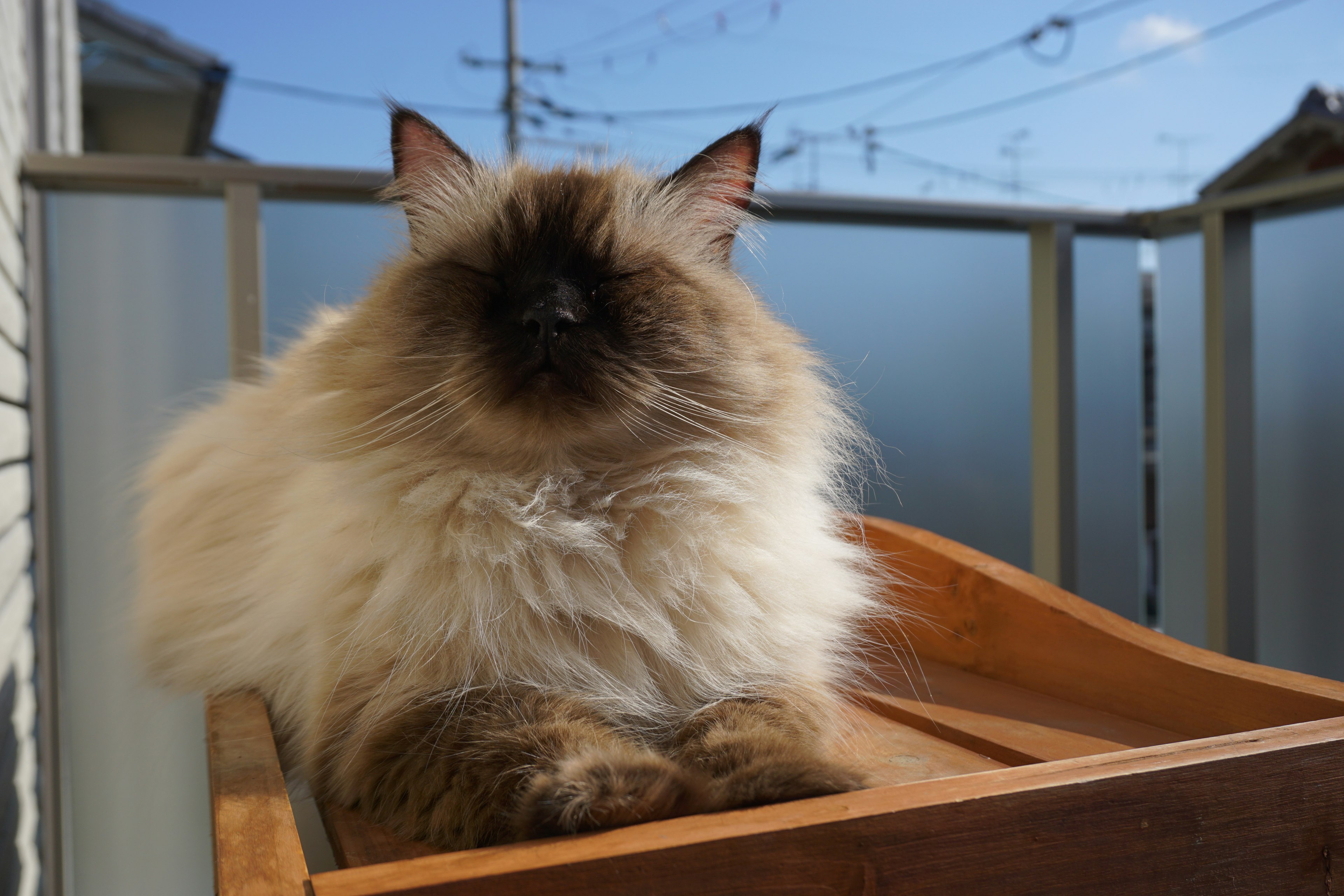 Gato esponjoso sentado en una plataforma de madera