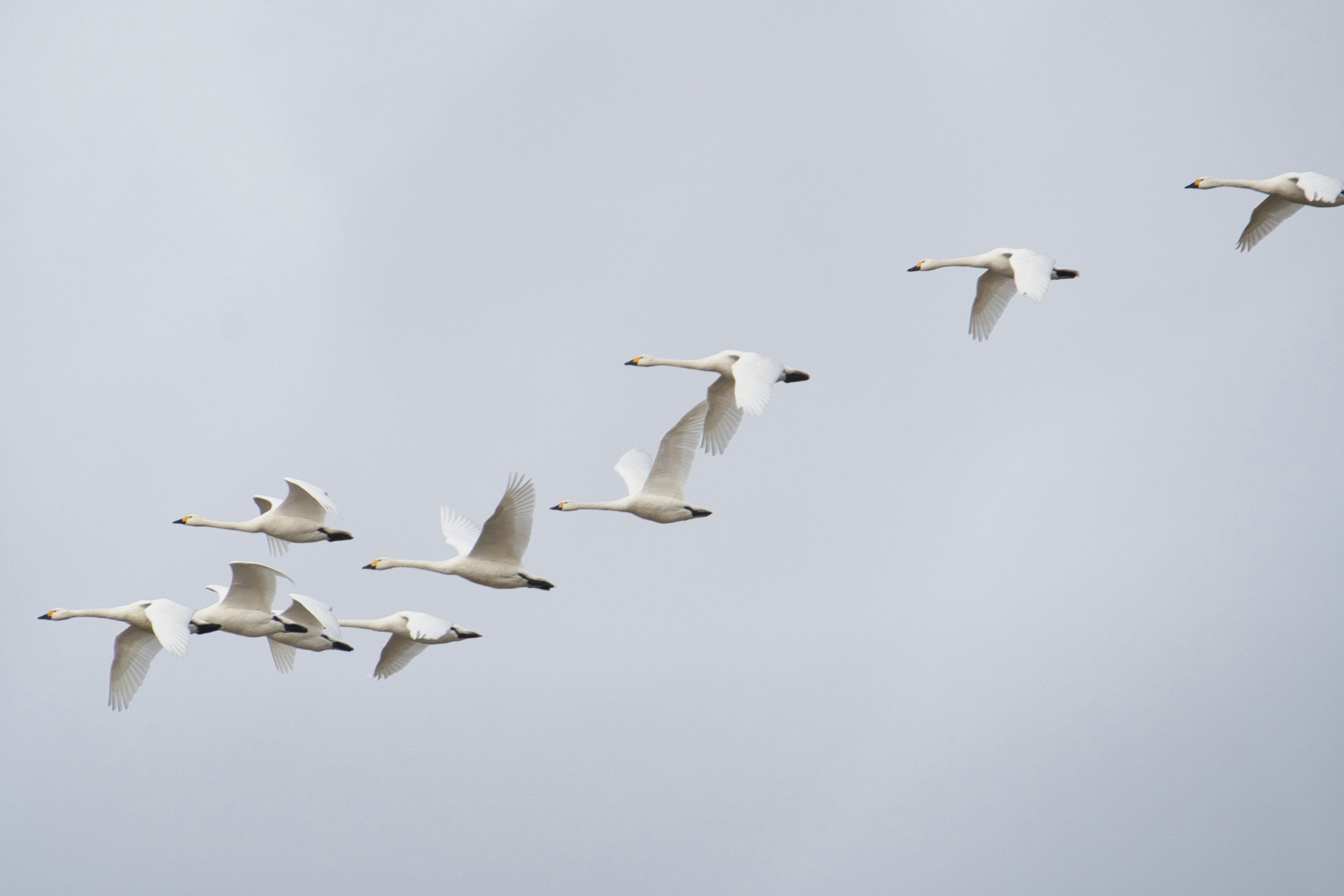 Eine Gruppe weißer Vögel fliegt in einem bewölkten Himmel