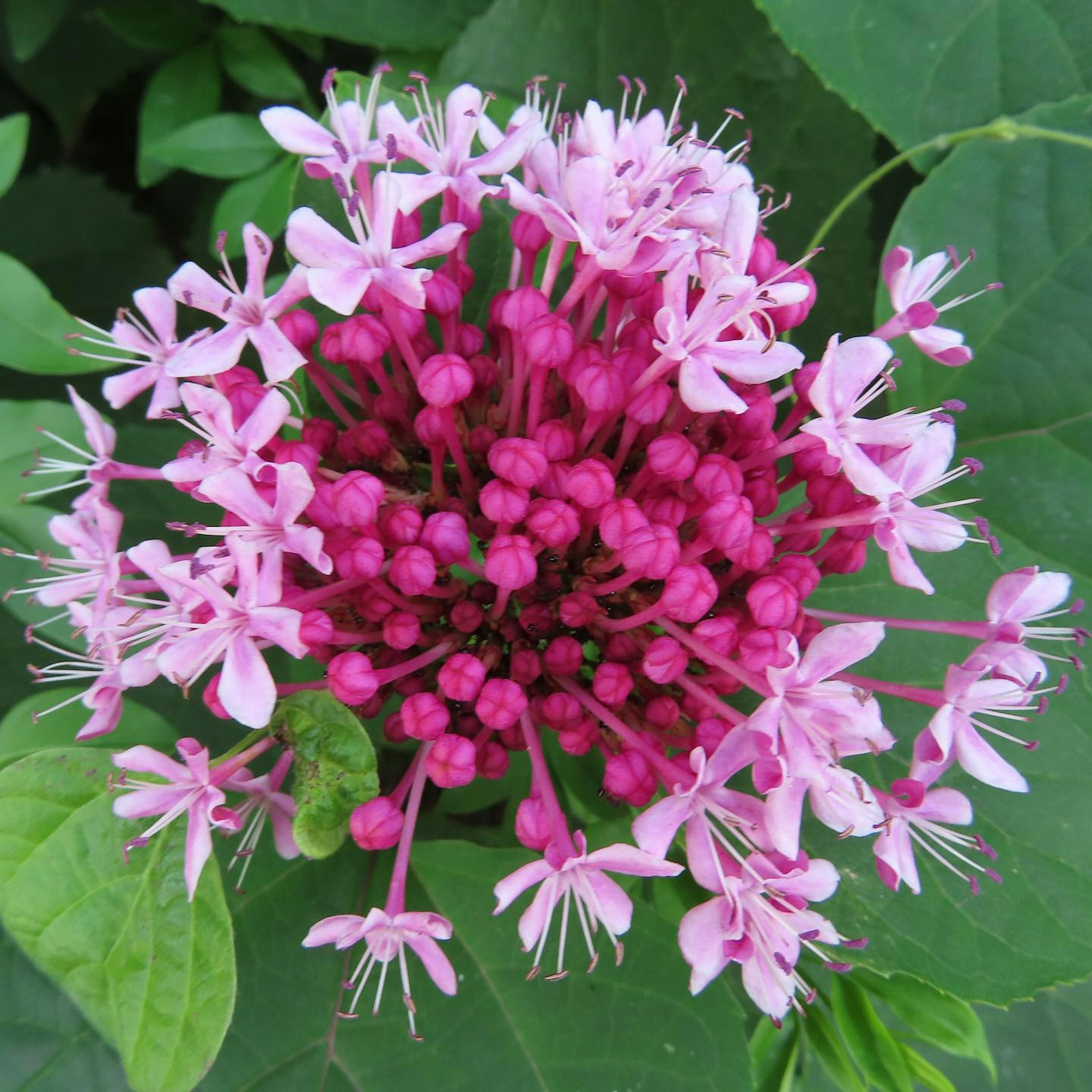 Vibrant pink flower cluster with delicate petals and green leaves