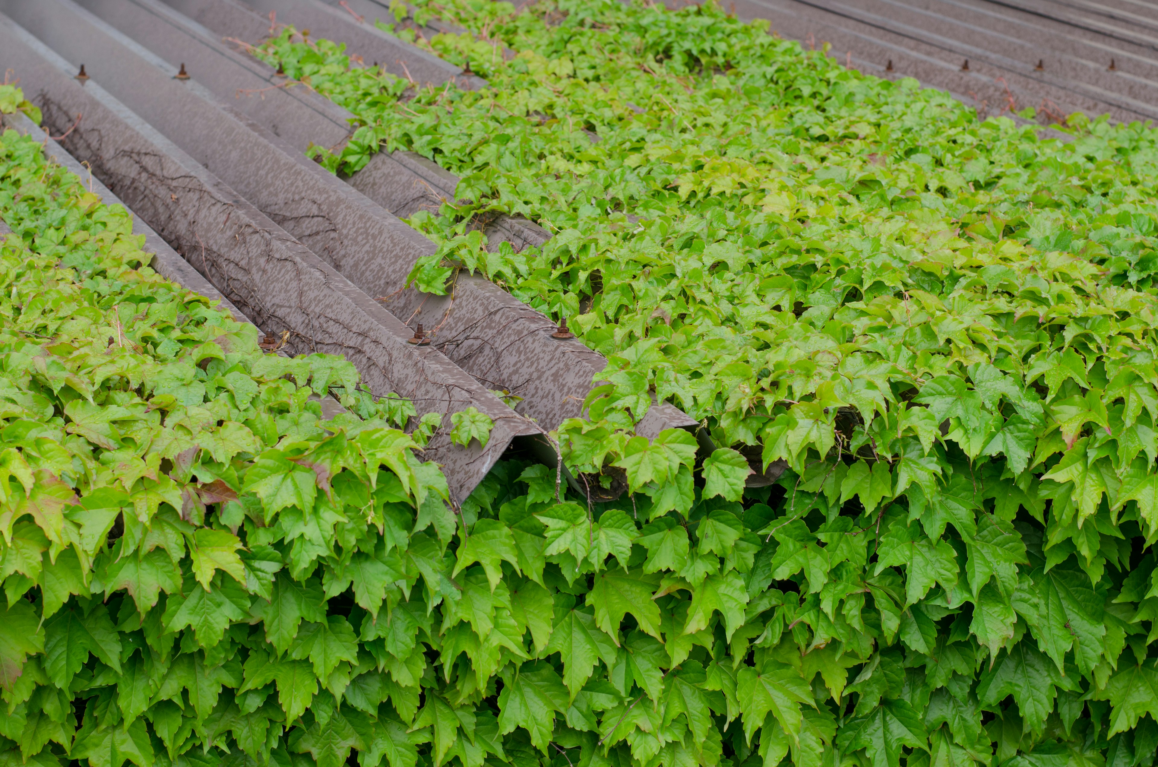 Vibrant green ivy covering an old metal roof