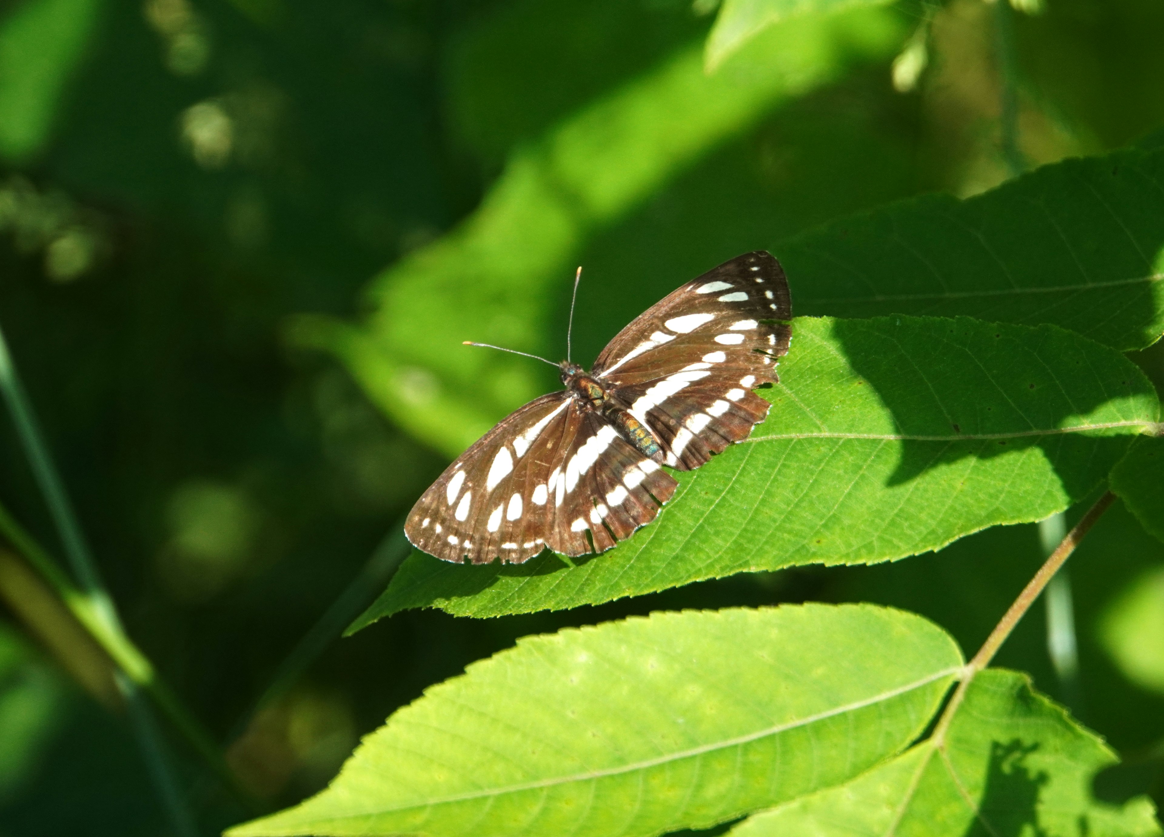 Mariposa marrón descansando sobre hojas verdes