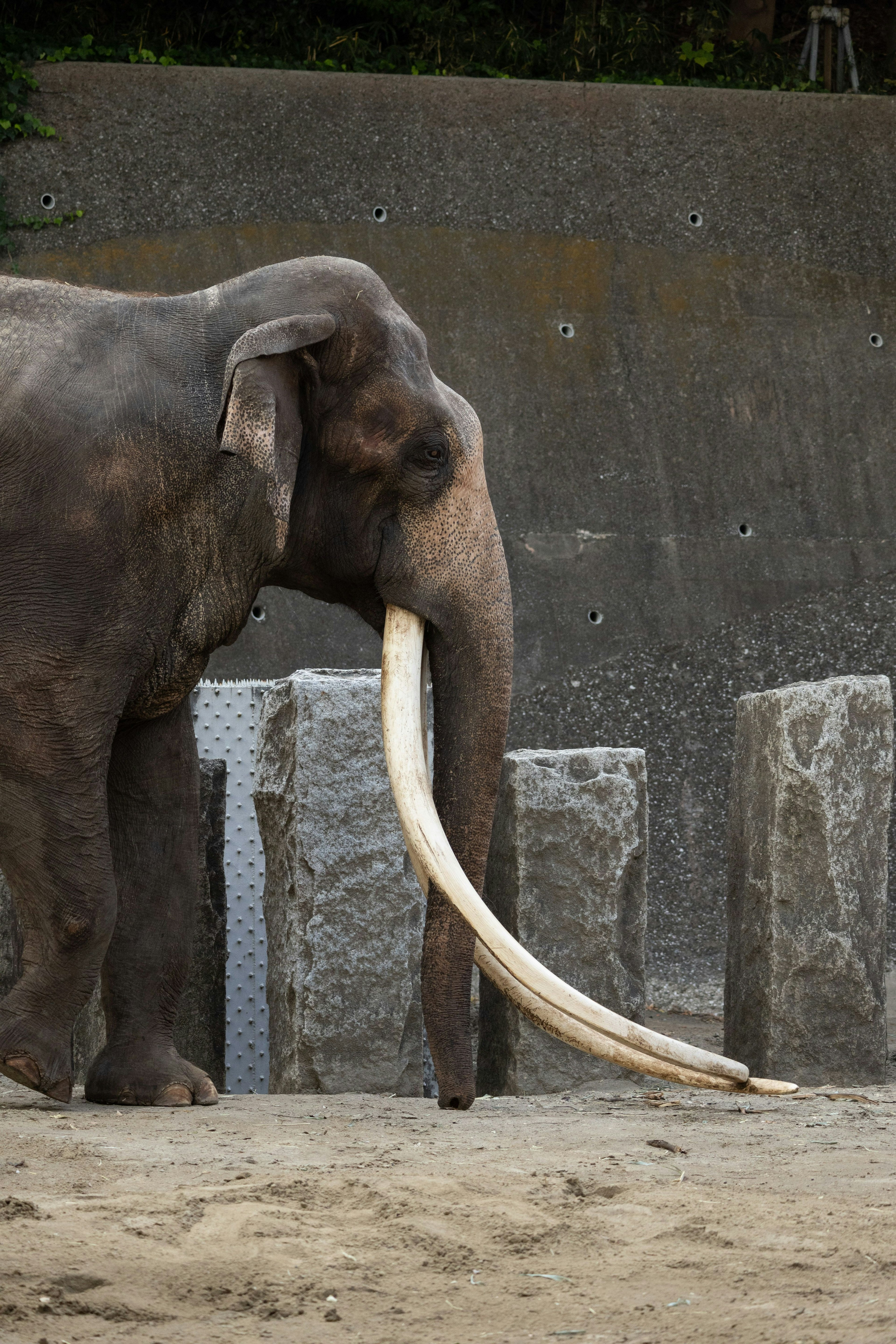 Vista laterale di un elefante con grandi zanne