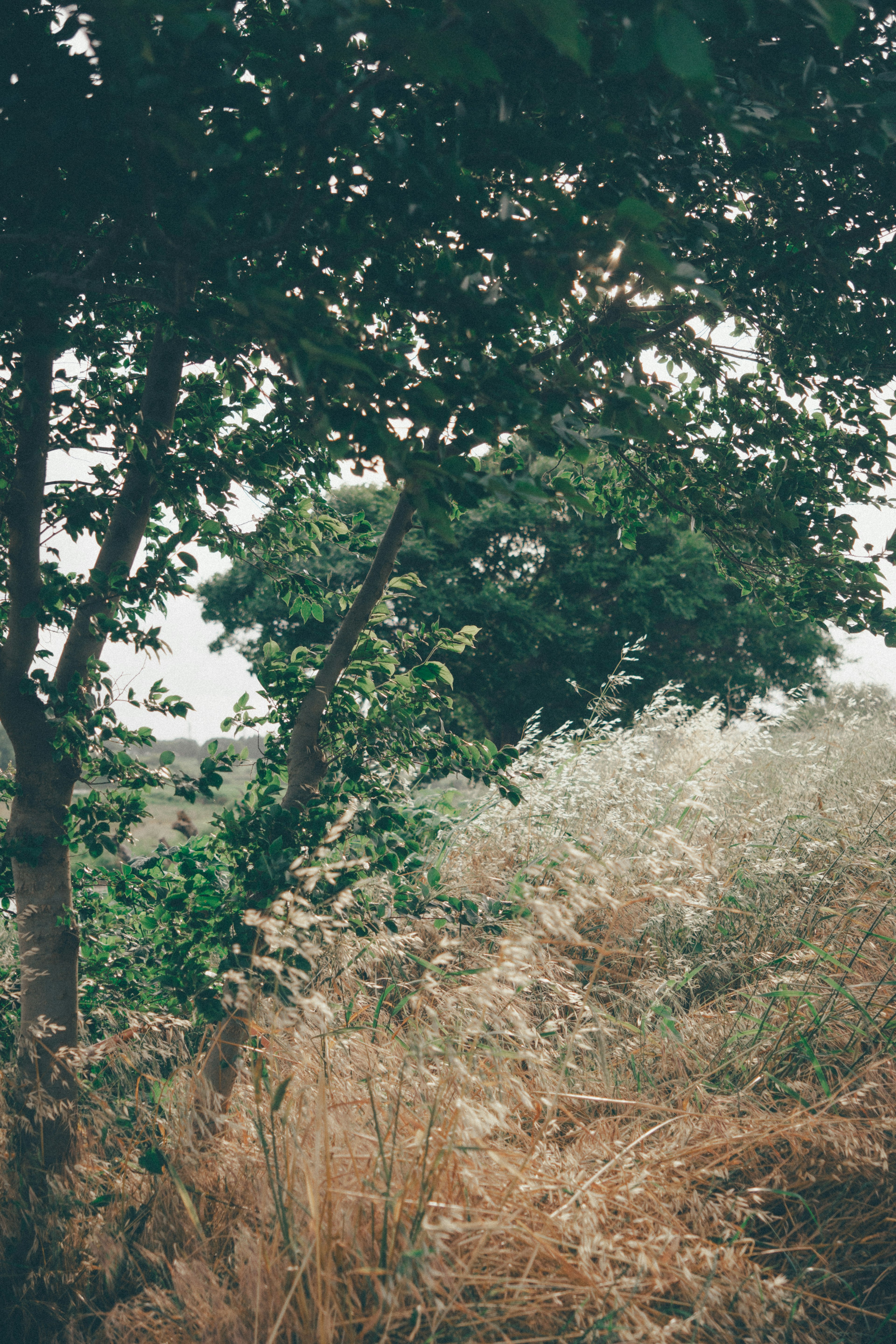 Paysage naturel avec des arbres verts et de l'herbe sèche